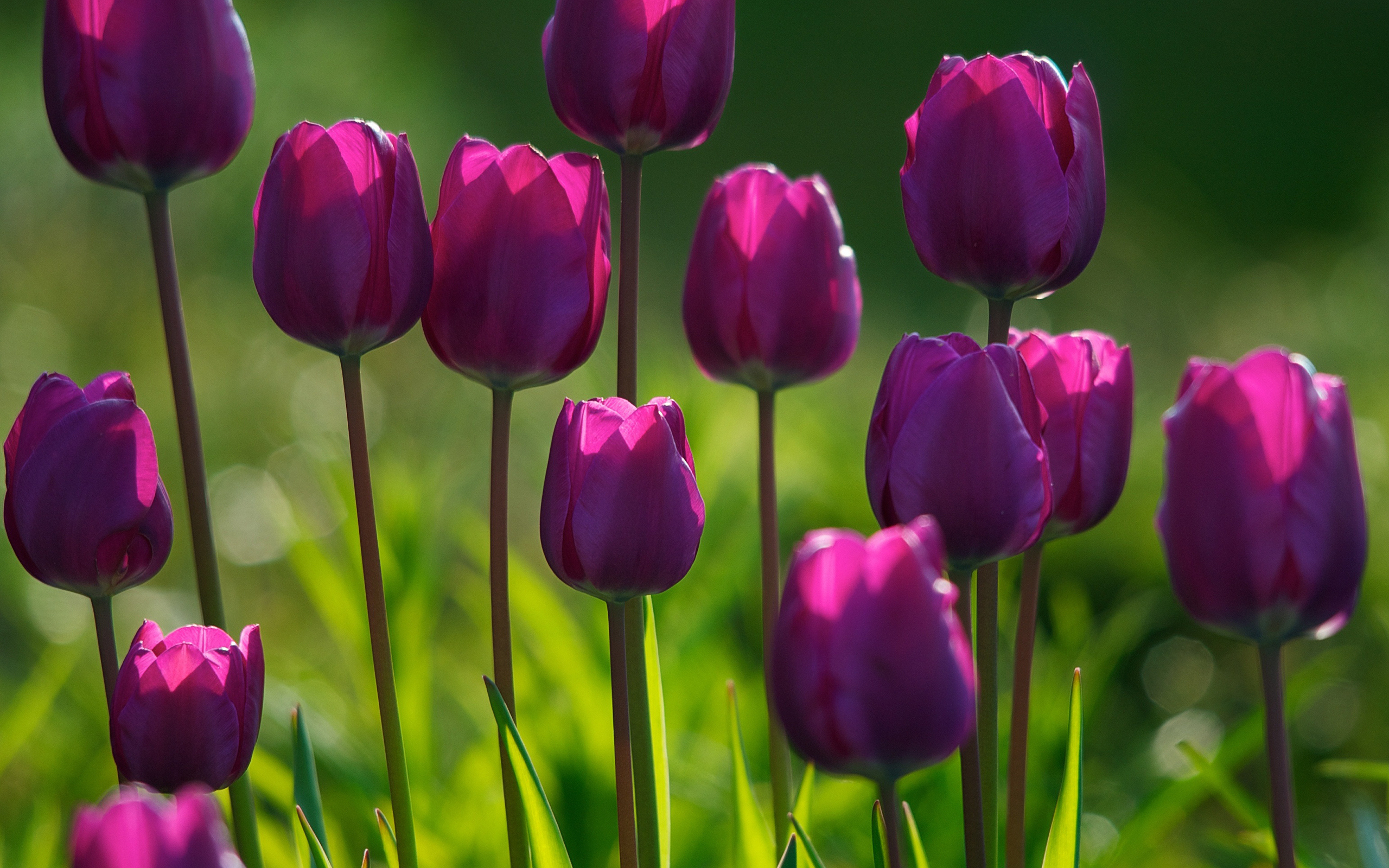 fond d'ecran gratuit fleur tulipes