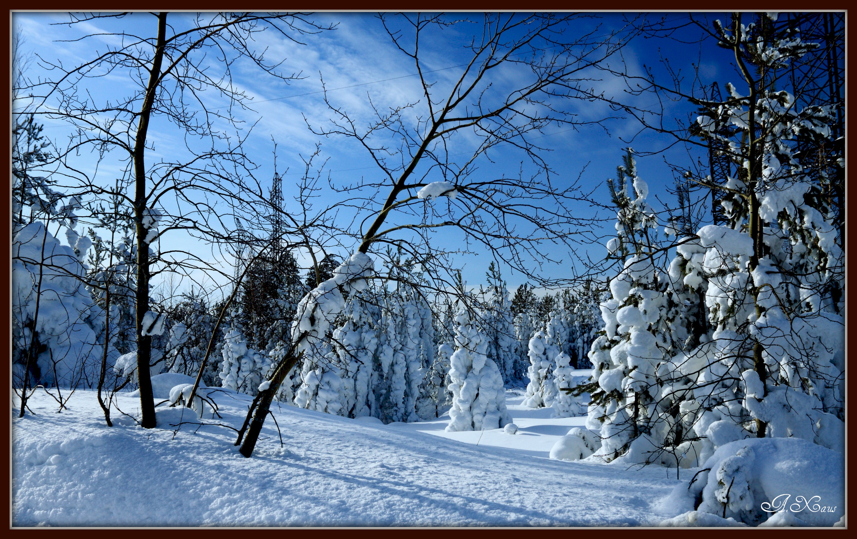 Fondos de Pantalla 2864x1801 Estaciones del año Invierno Bosques Nieve