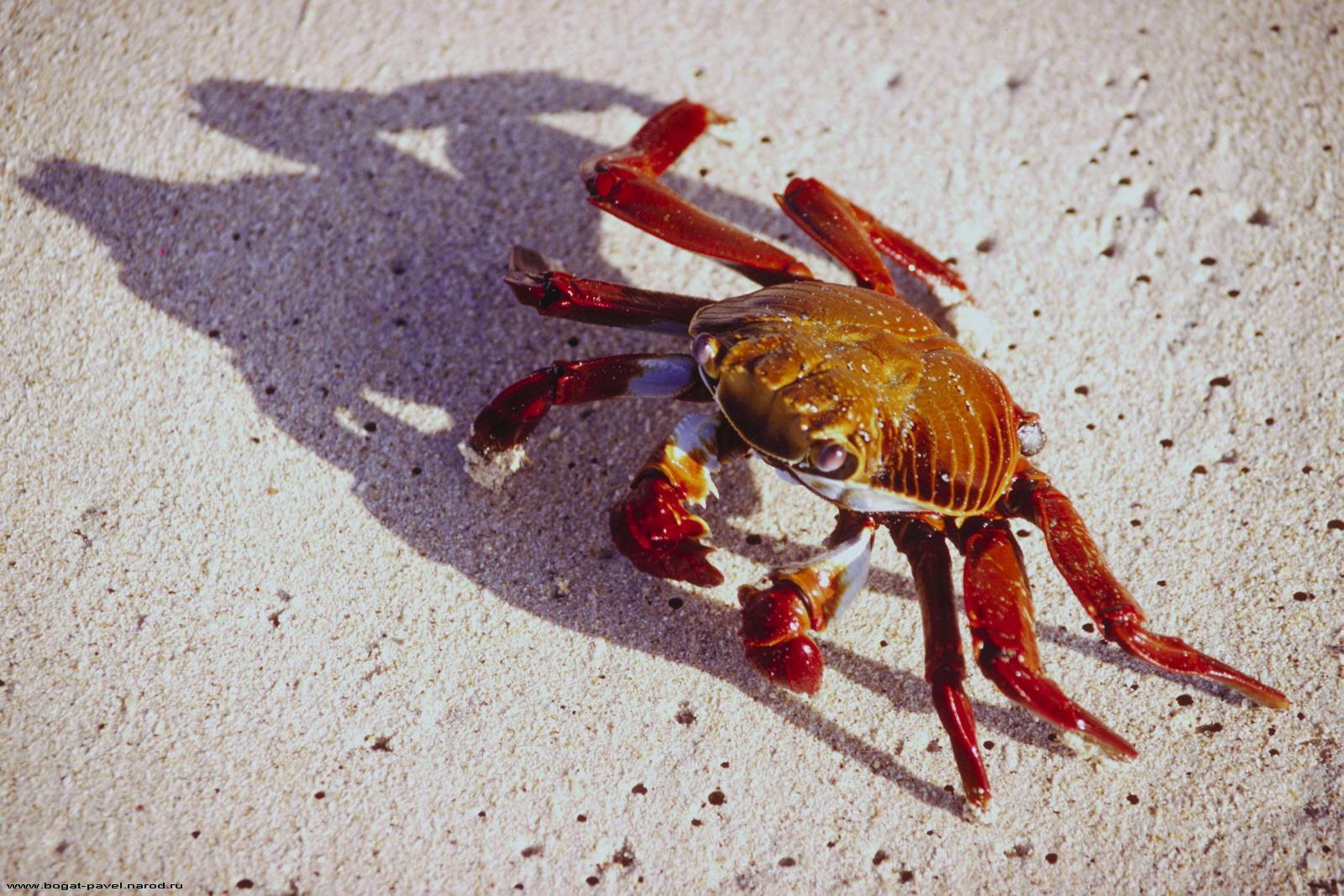 Photos Crabs - Animals Arthropoda animal Animals