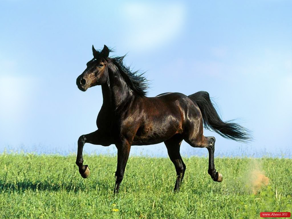Picture Horses Animal