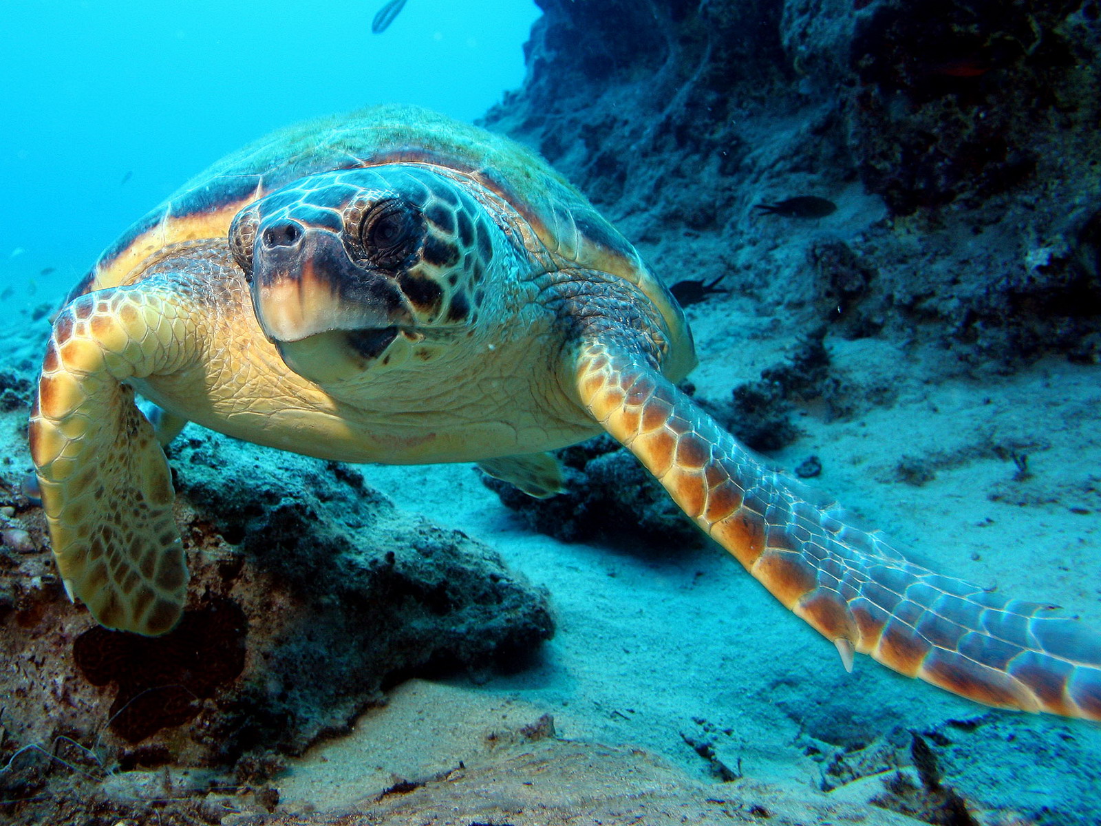 Обитатели моря. Морские животные морская черепаха. Гребнистая черепаха. Индийская морская черепаха. Морские черепахи Тихого океана.