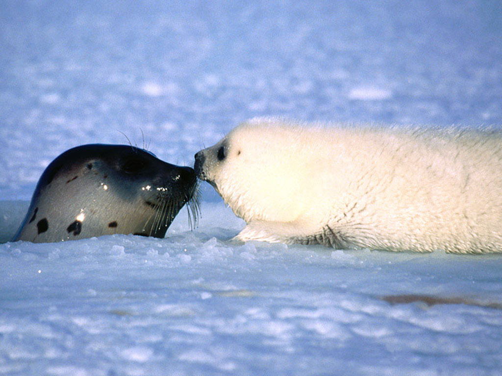 Image Seals Animal