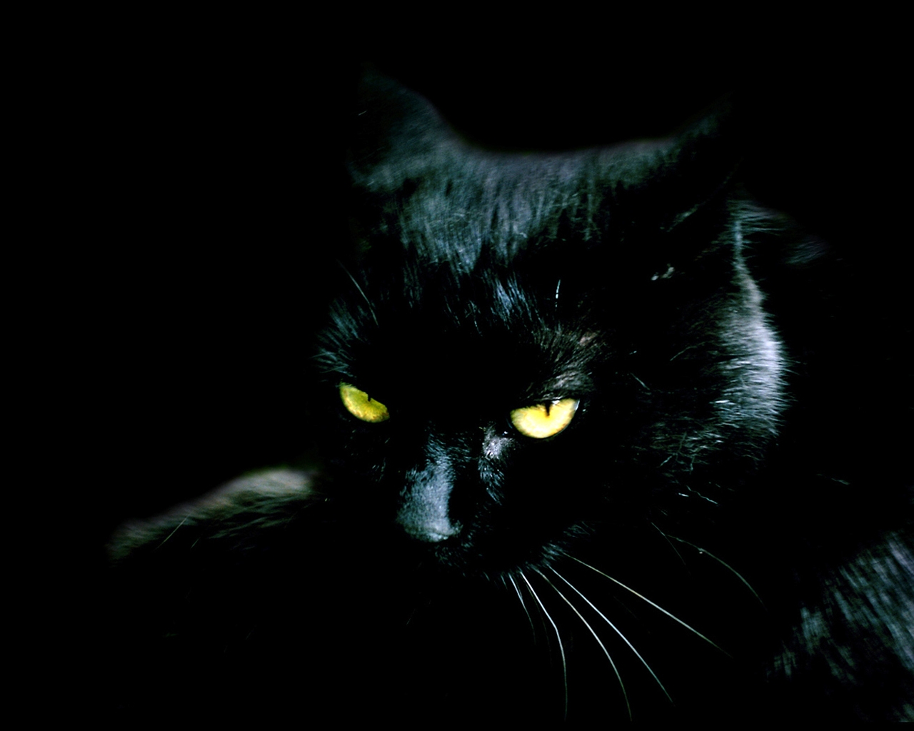 Фото Кошки Животные на черном фоне