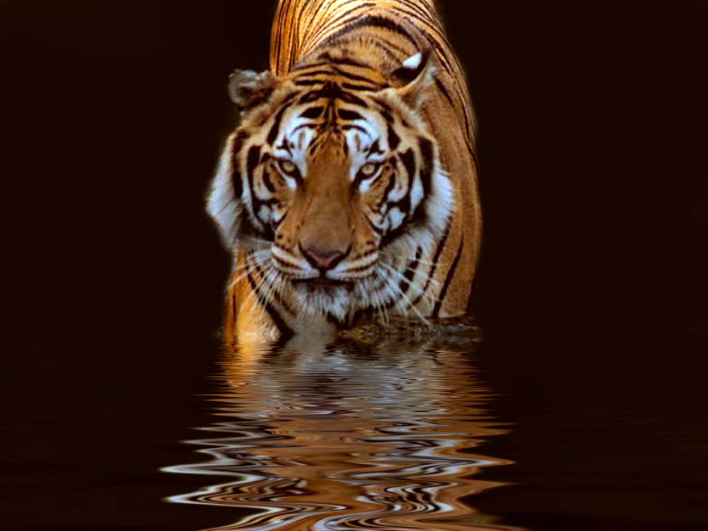 Fondos de Pantalla Grandes felinos Tigris Negro Animalia descargar imagenes