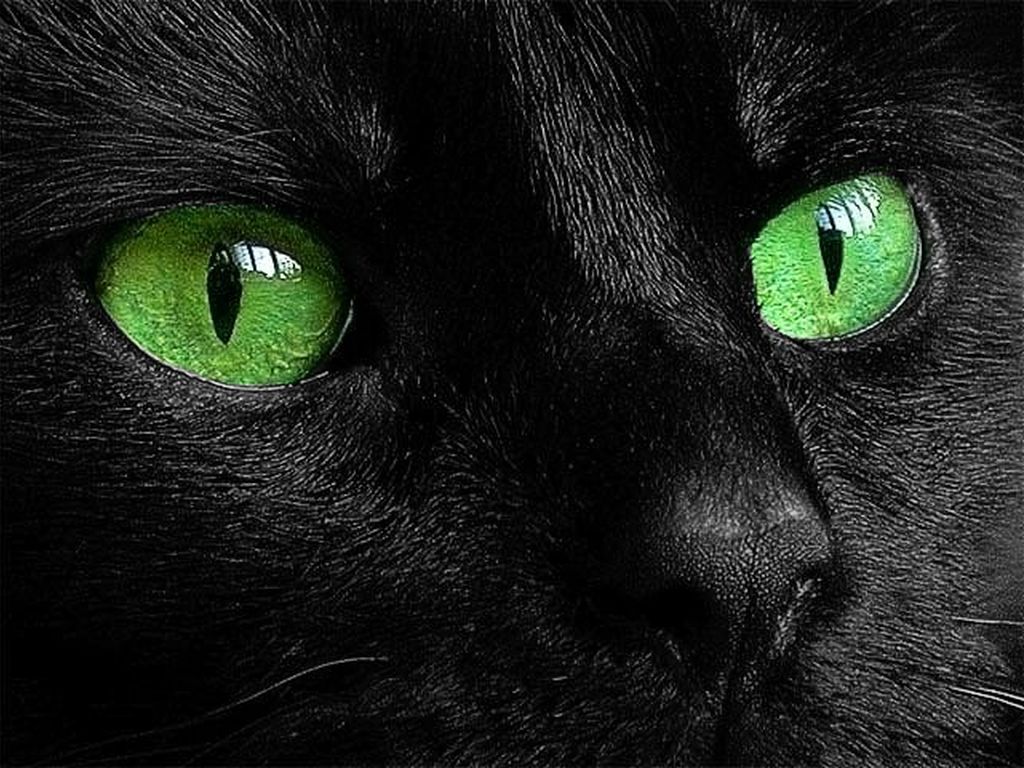 Фото кот черная Животные