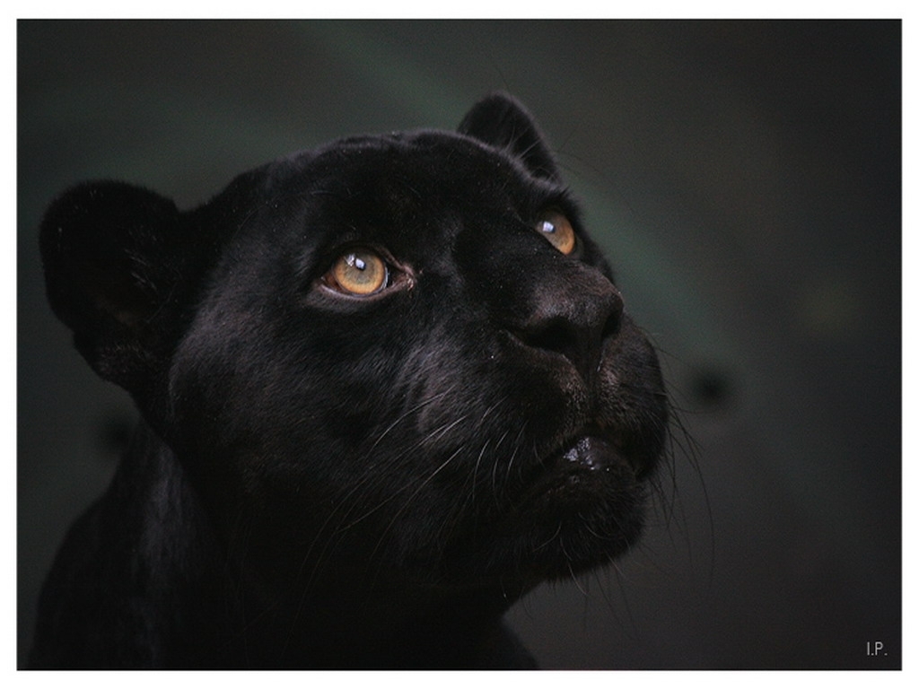 Fondos de Pantalla Grandes felinos Pantera negra Animalia descargar imagenes
