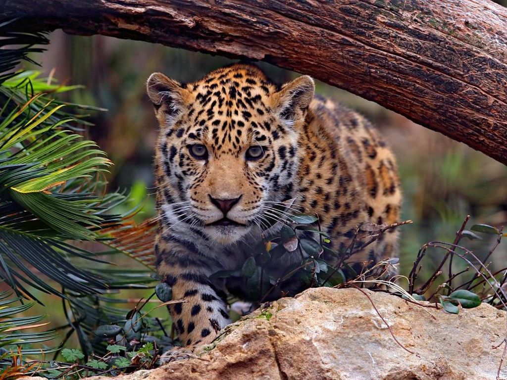 Fondos de Pantalla Grandes felinos Jaguar Animalia descargar imagenes