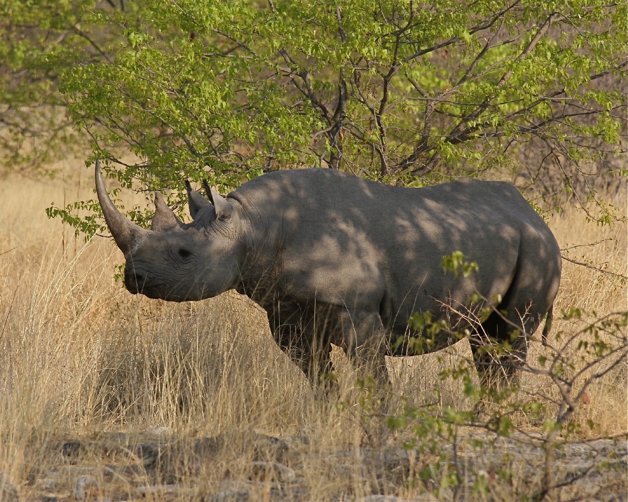 Носорог природная зона. Анатомия носорога. Носорог фото. Скелет носорога.