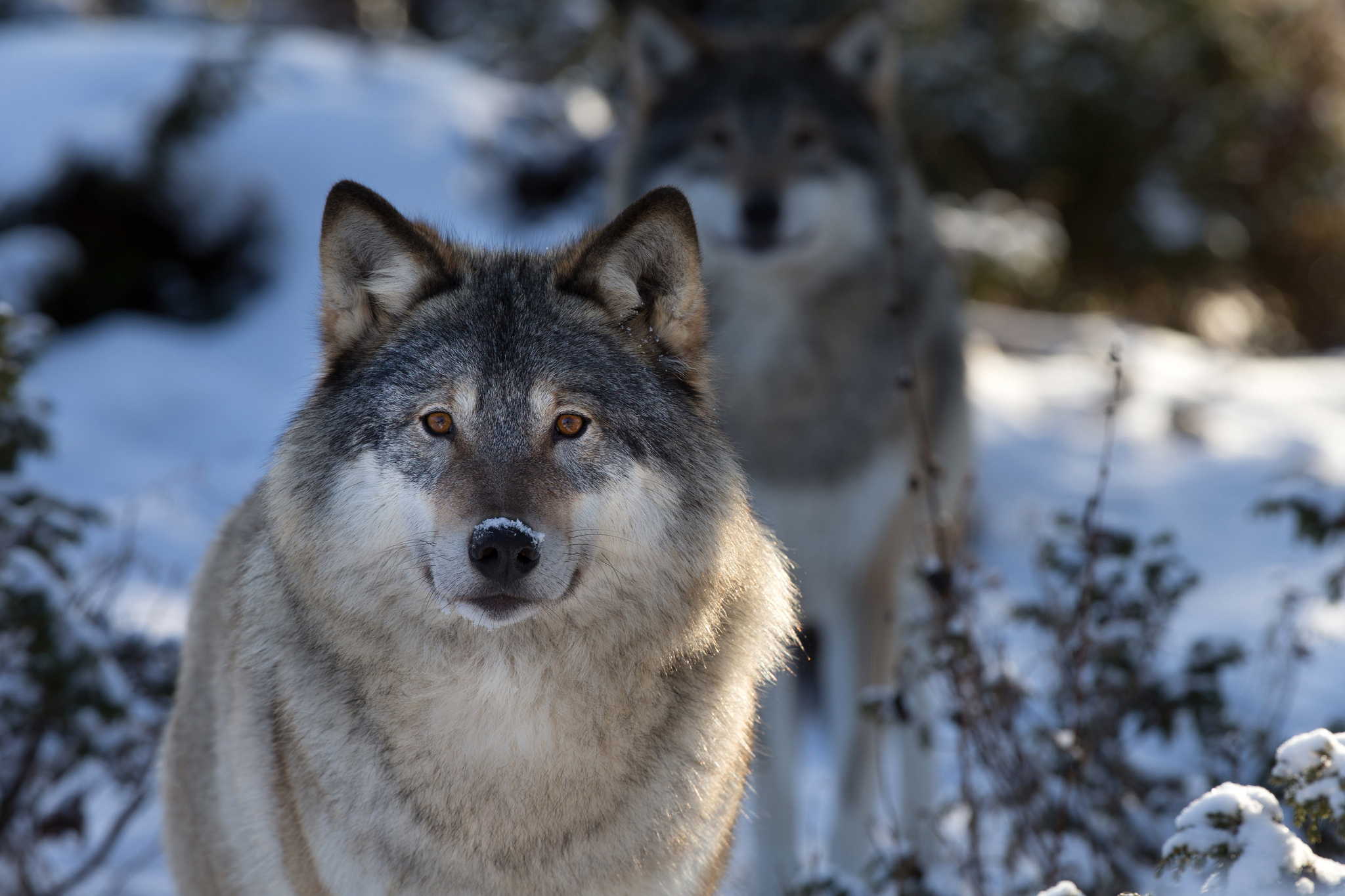 Природу про волков. Волкособ. Волк canis Lupus. Волк Таганай. Красивый волк.