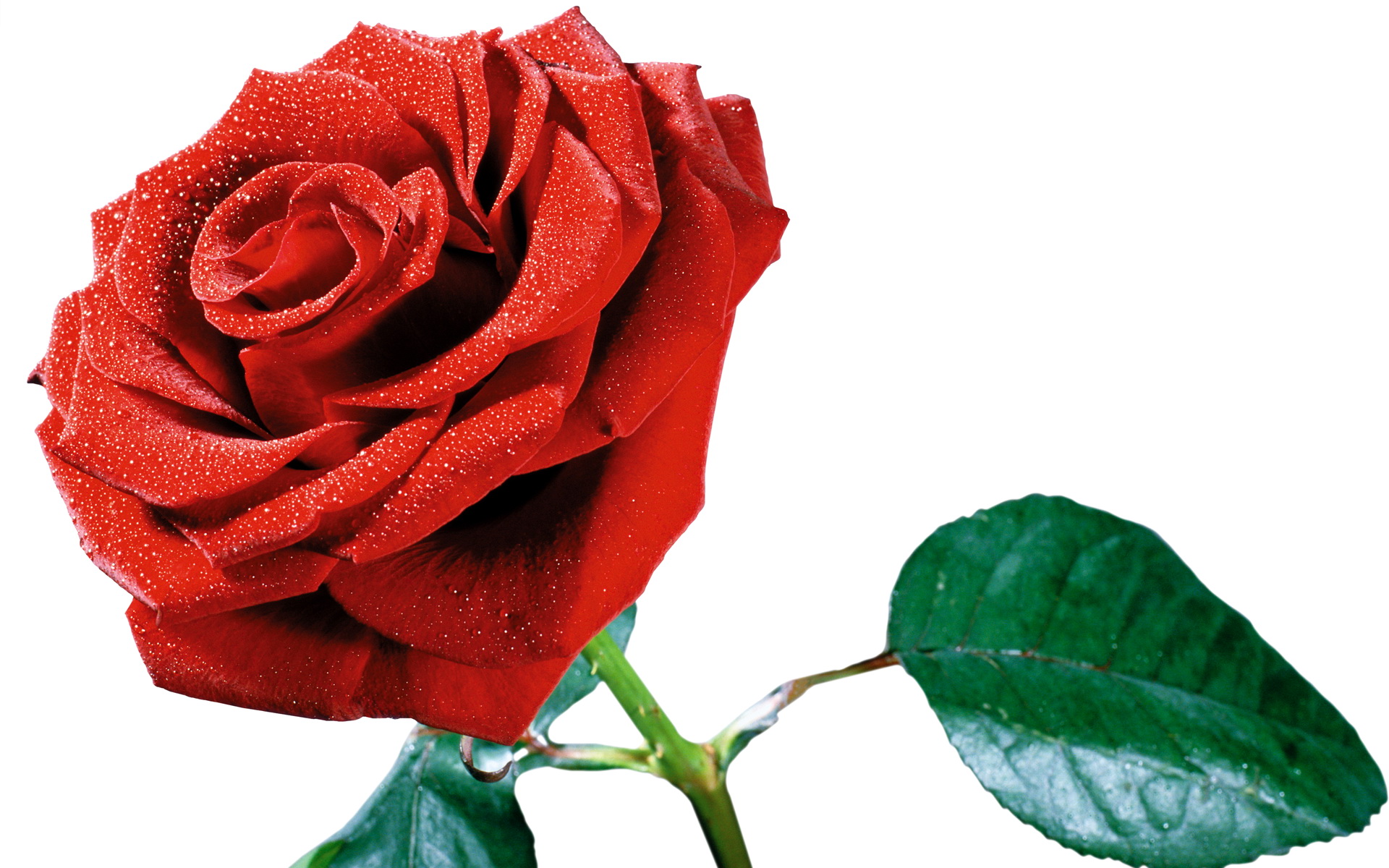 Розы без цензуры. Красные розы. Красные розы на белом фоне. Цветы розы на белом фоне.
