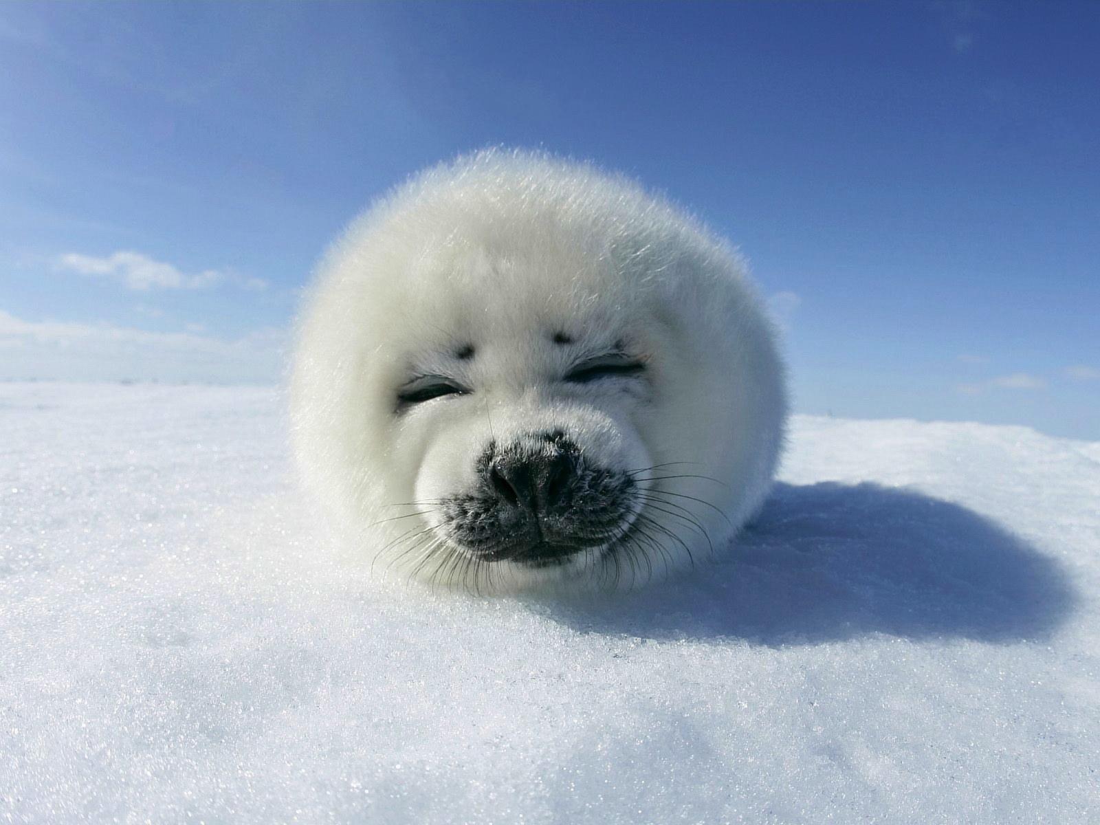 壁紙 アザラシ 若い動物 動物 ダウンロード 写真