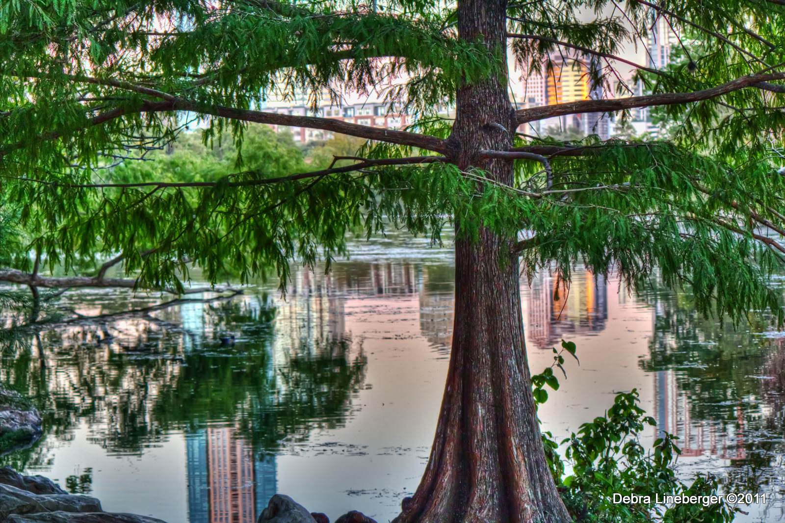 壁紙 湖 アメリカ合衆国 Lady Bird Lake Austin テキサス州 自然 ダウンロード 写真