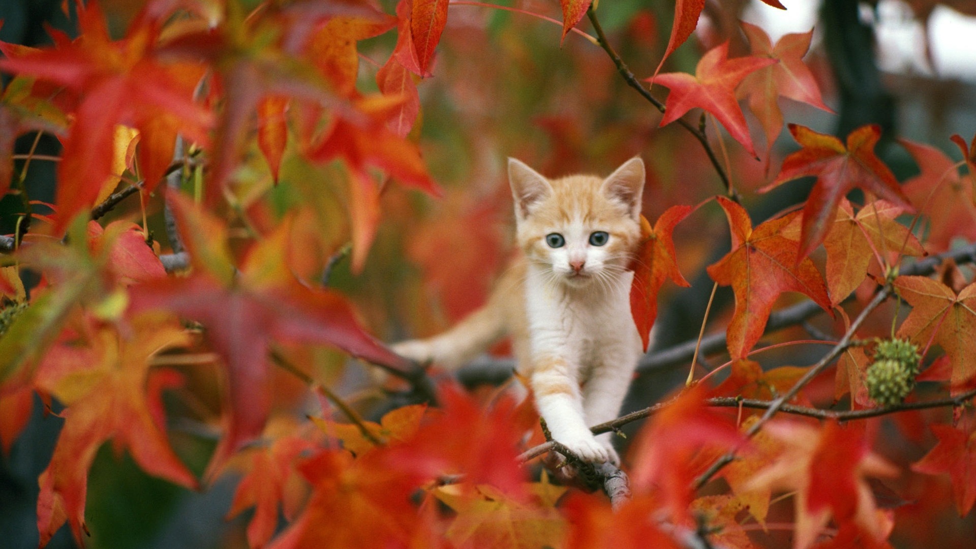 壁紙 19x1080 飼い猫 子猫 動物 ダウンロード 写真