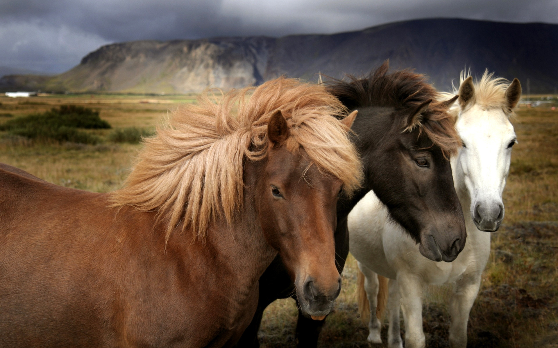 Три лошадки. Животные лошади. Очень красивые лошади. Дикие лошади в природе. Две лошади.