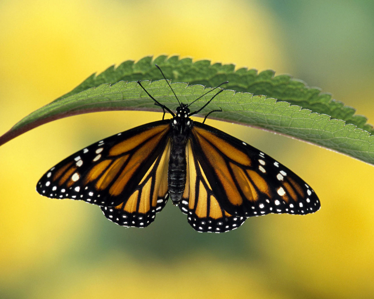 蝴蝶 植物 树叶 - Pixabay上的免费照片 - Pixabay