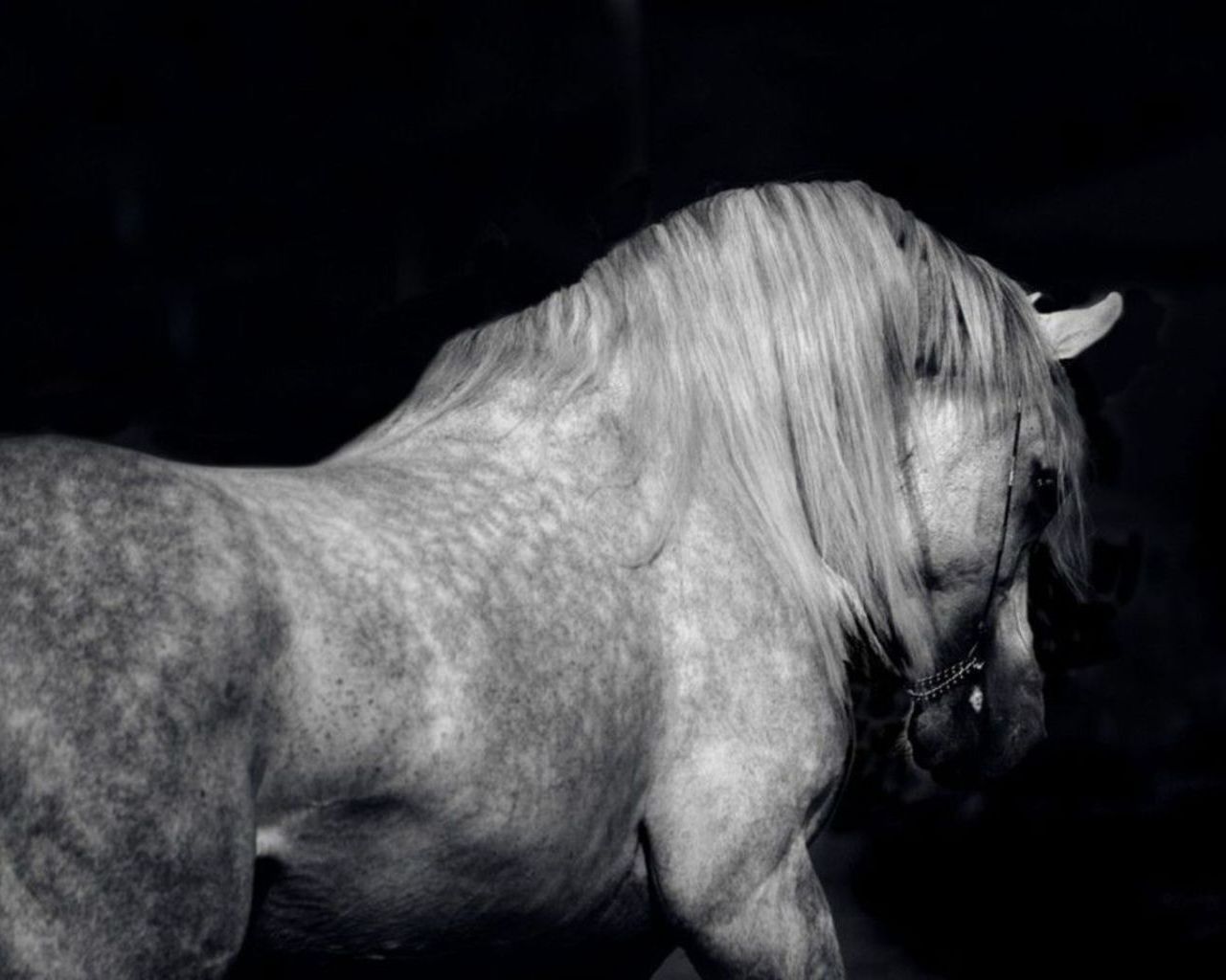 Fonds Decran Cheval Fond Noir Animaux Télécharger Photo