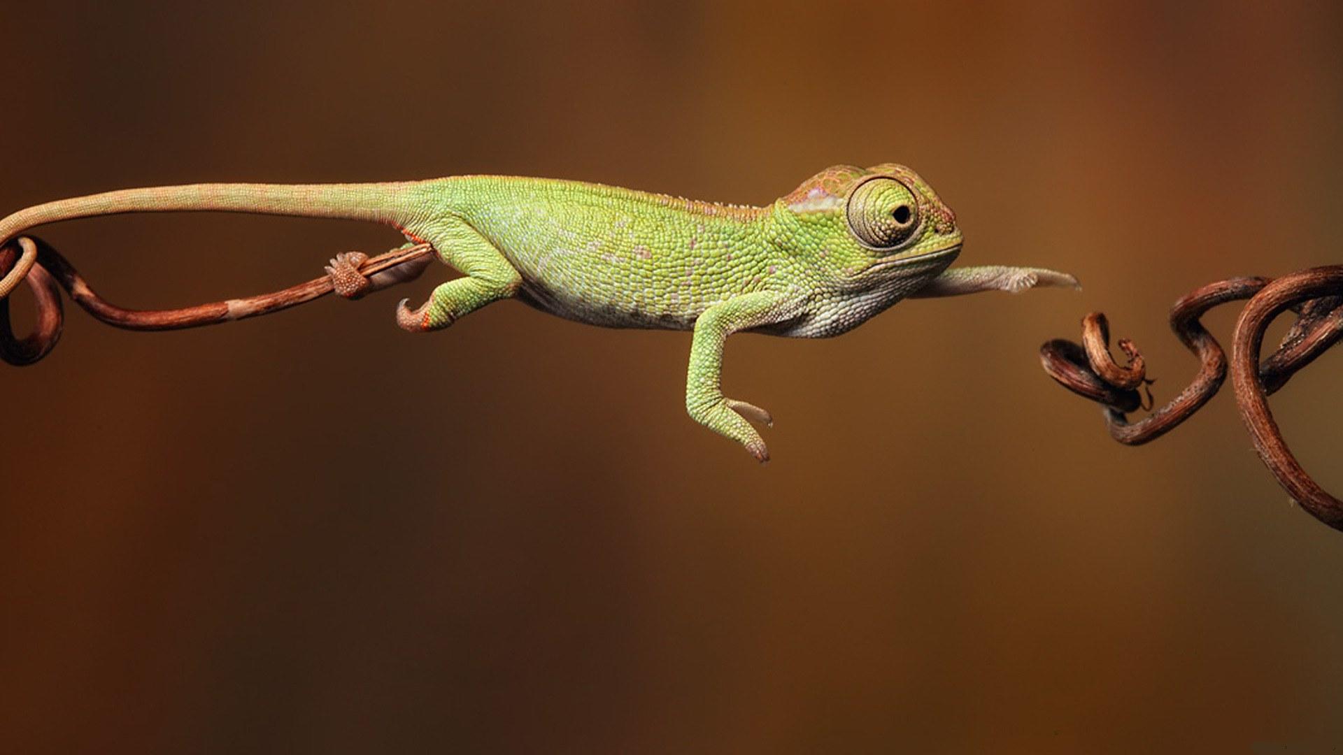 壁紙 爬虫類 動物 ダウンロード 写真