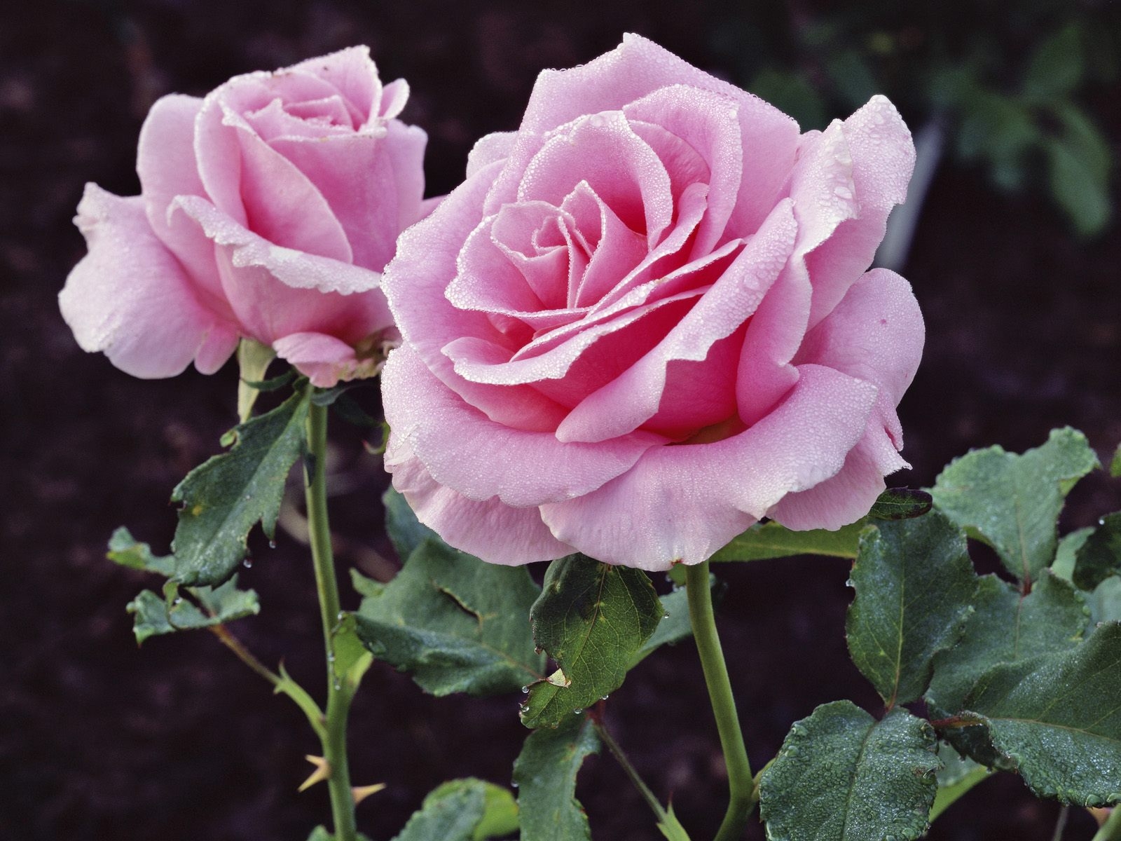 Fonds d'ecran Roses Fleurs télécharger photo