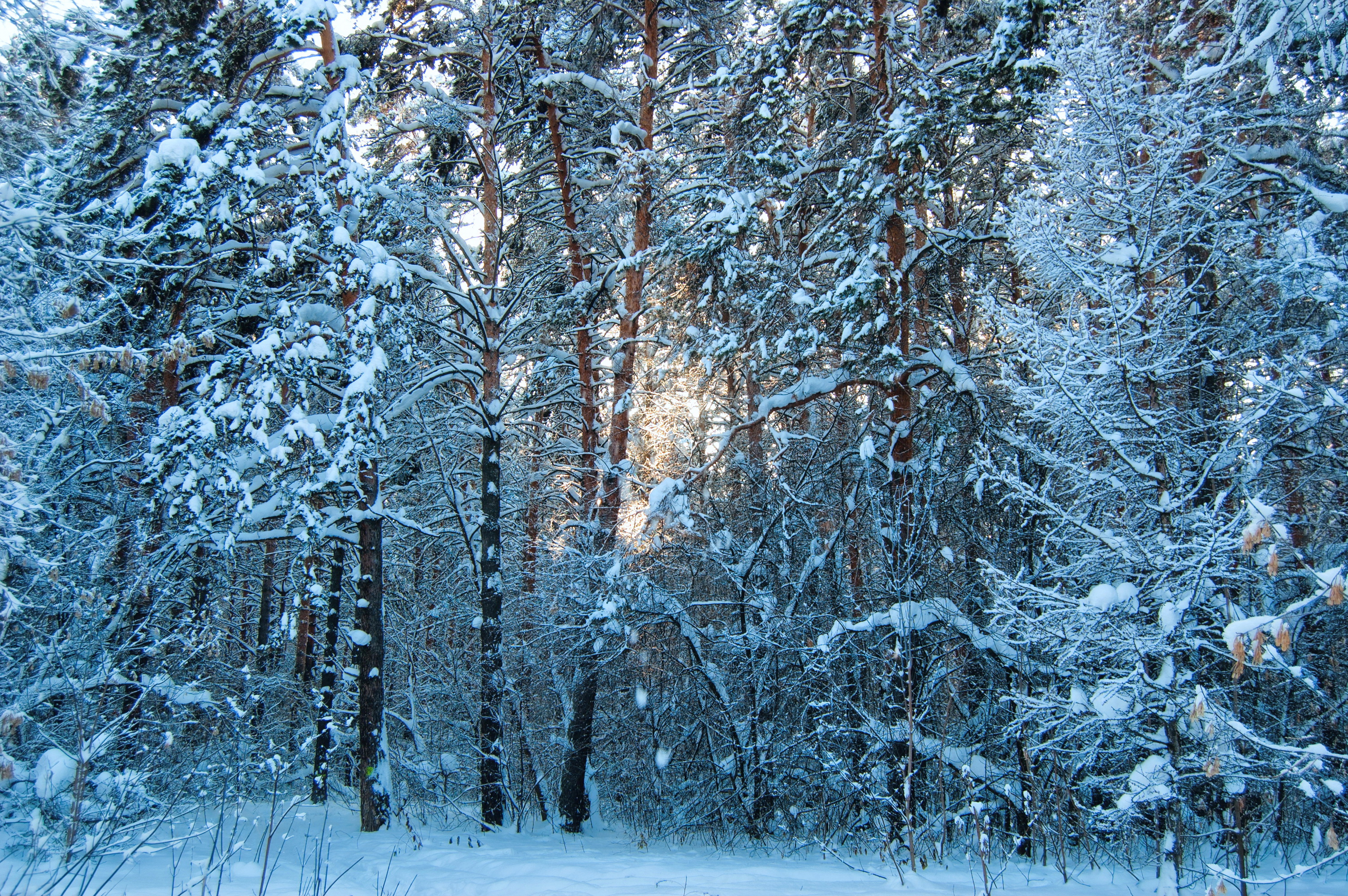 Снежок лесной. Зимний лес. Зимой в лесу. Зима снег. Лес в снегу.