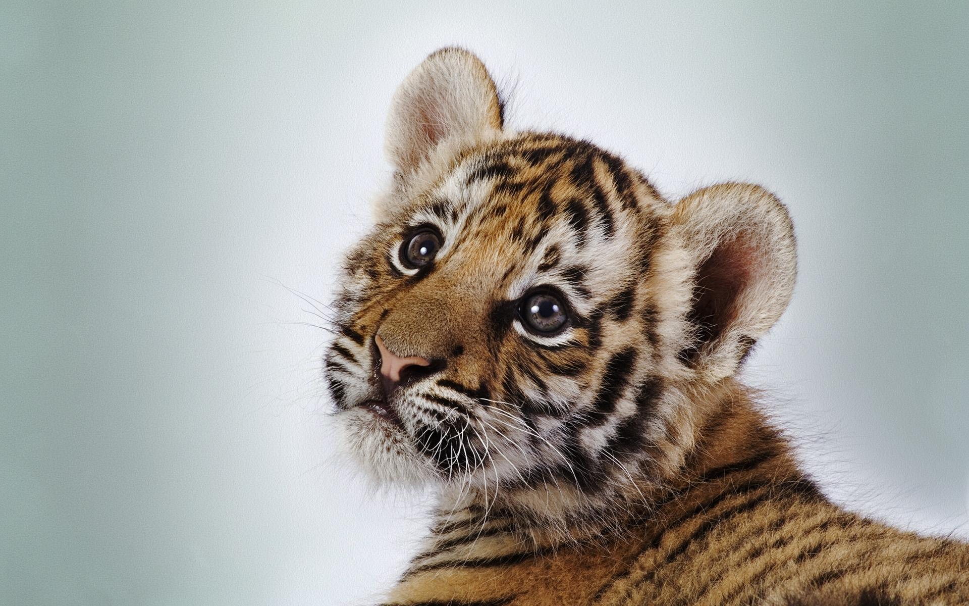 Fondos de Pantalla Grandes felinos Tigris Cachorros Fondo de color Animalia  descargar imagenes