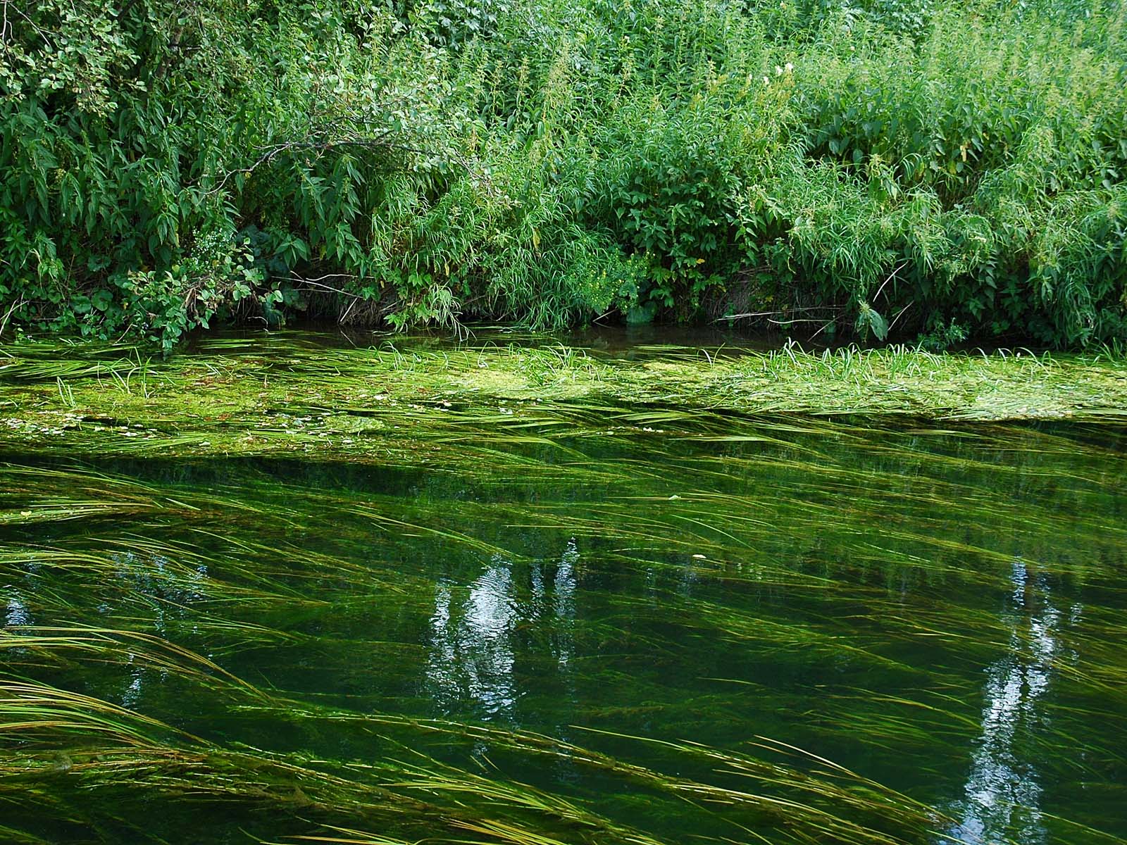 Водяной в болоте