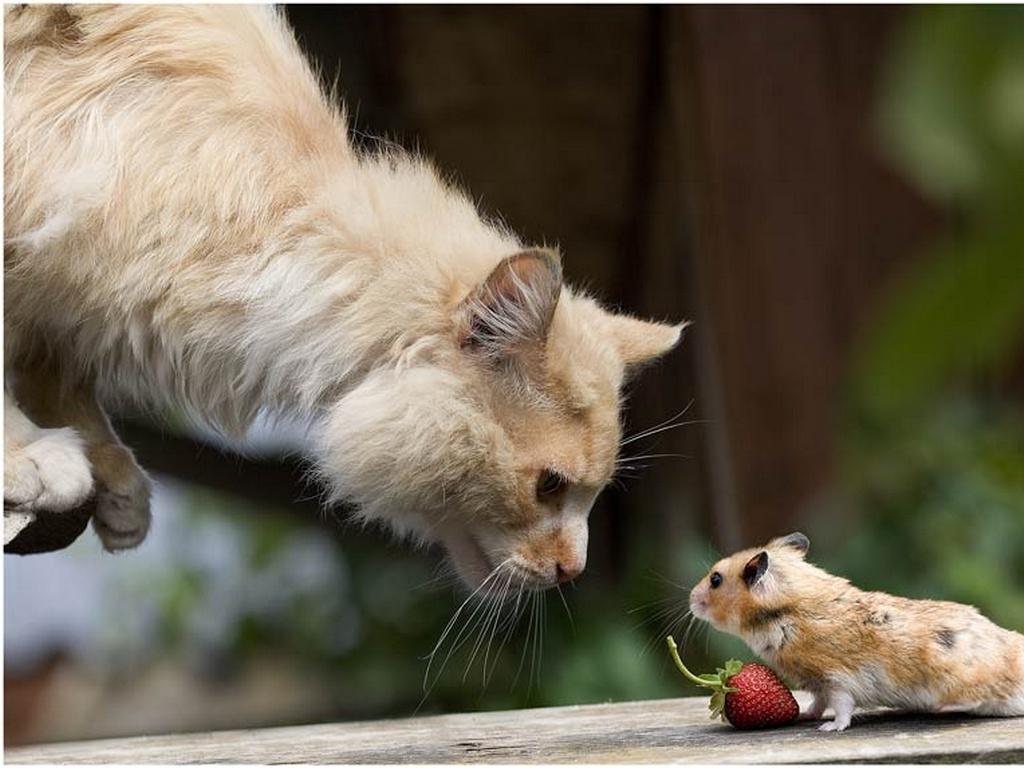 壁紙 飼い猫 ネズミ目 ハムスター 動物 ダウンロード 写真