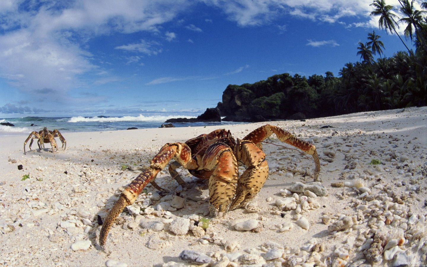 Achtergrond Krabben - Dieren Geleedpotigen Dieren krab een dier