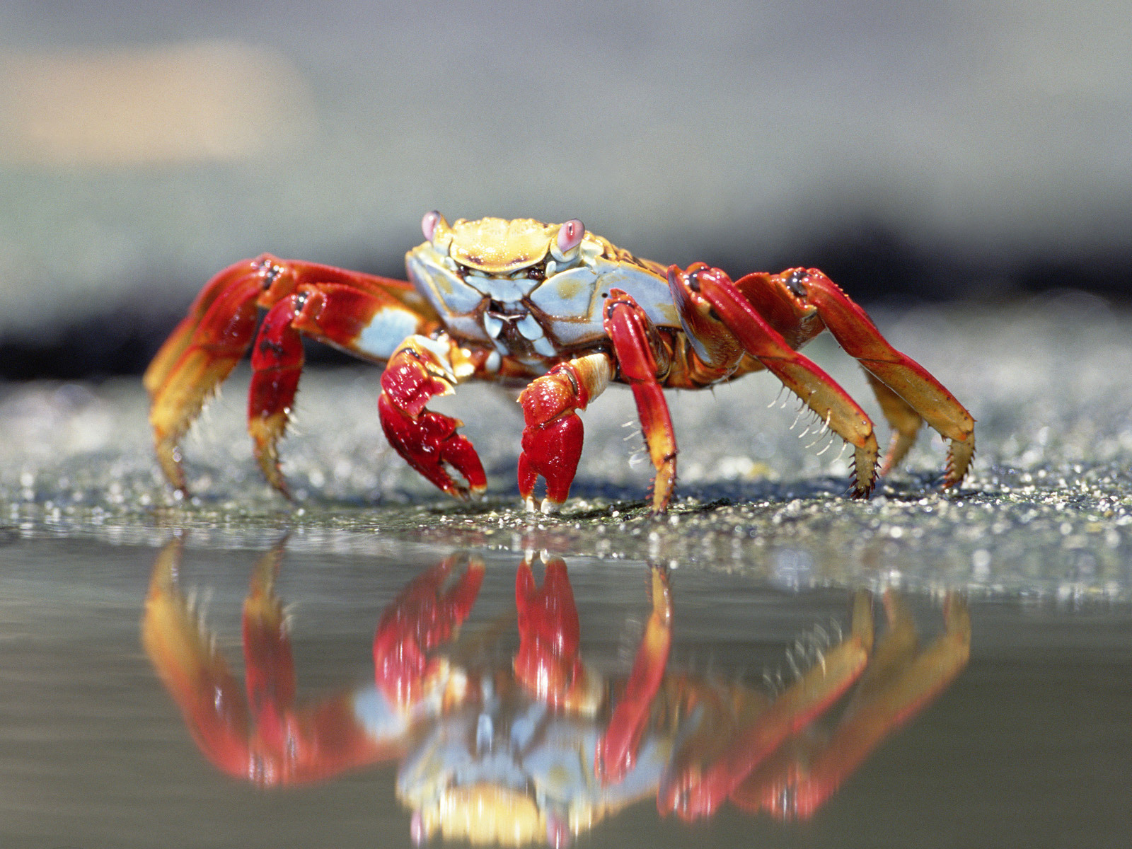 Fotos Krabben - Tiere Gliederfüßer ein Tier Tiere