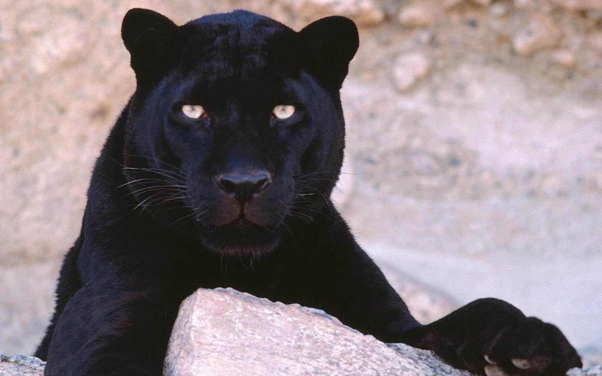 Photo Big cats Panthers Animals