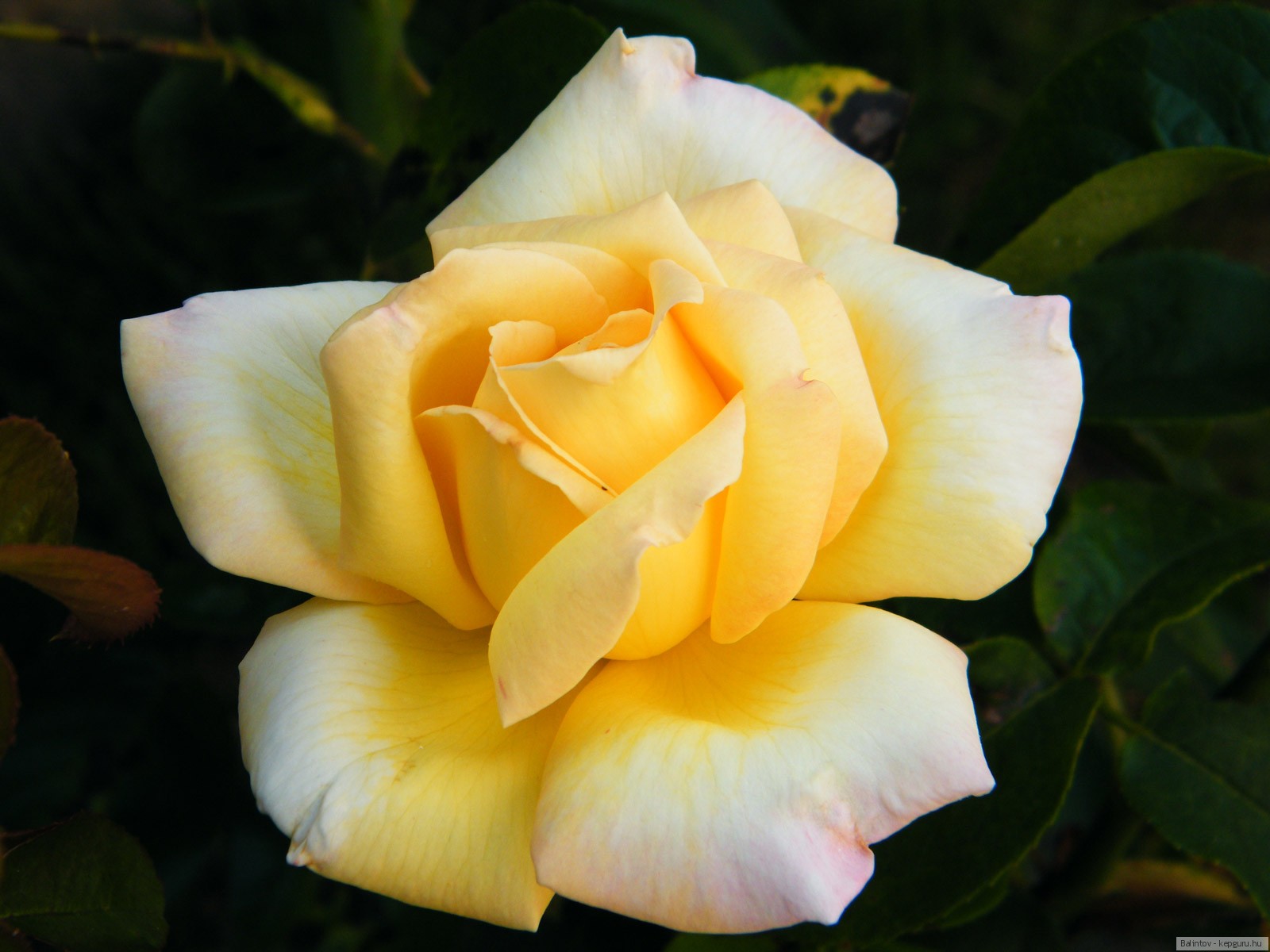 Photo Roses flower 1600x1200