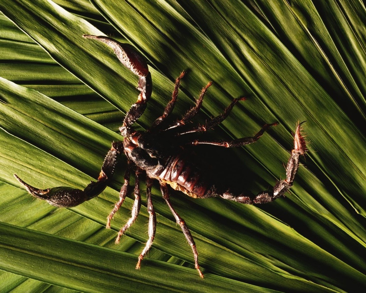 Фото насекомое Скорпионы животное Насекомые Животные