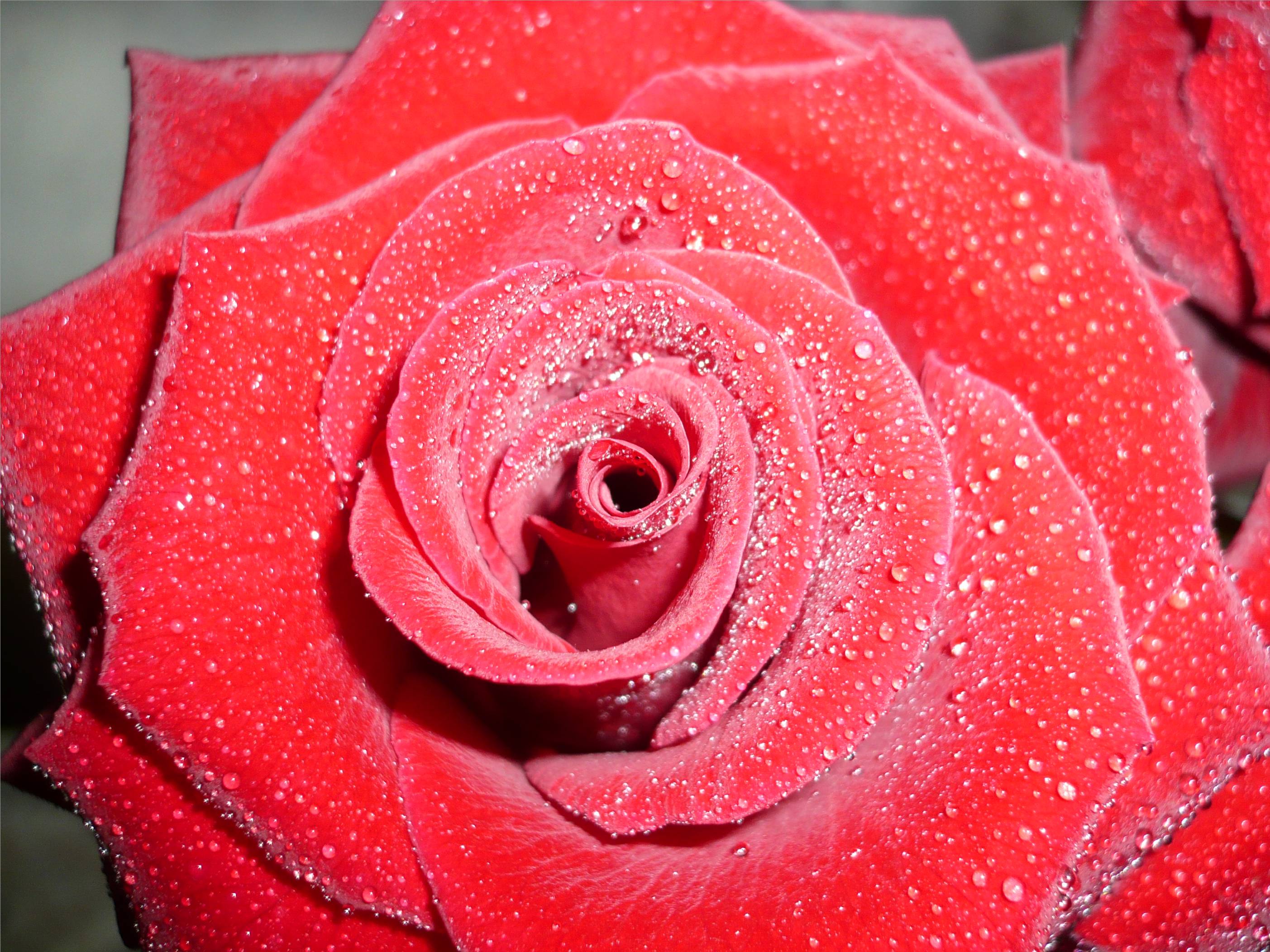 Светы картинка. Роза. Картинки на рабочий стол розы. Обои с розочками. Выглядит роза цветок.