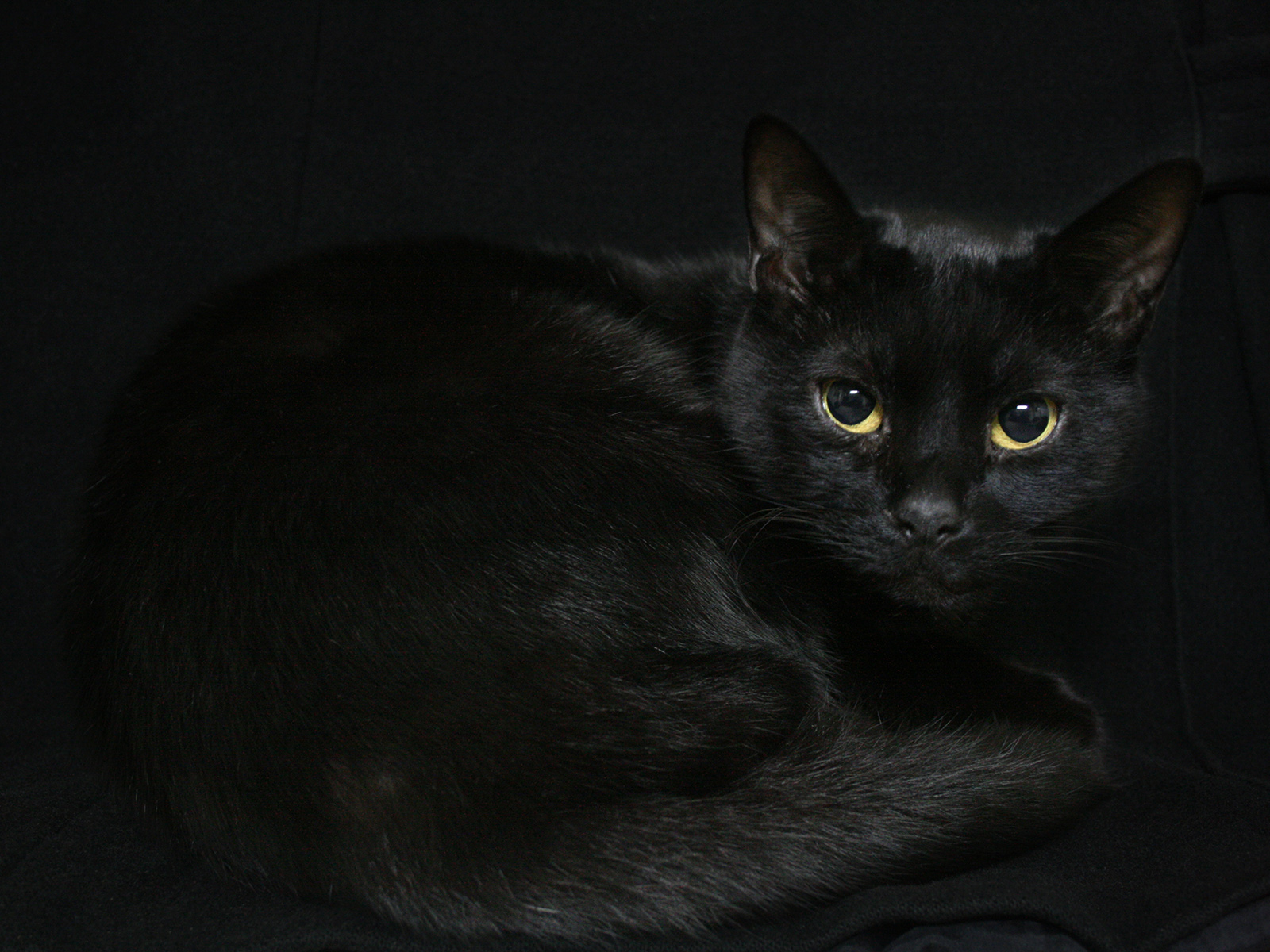 Bilder Katze Ein Tier Schwarzer Hintergrund