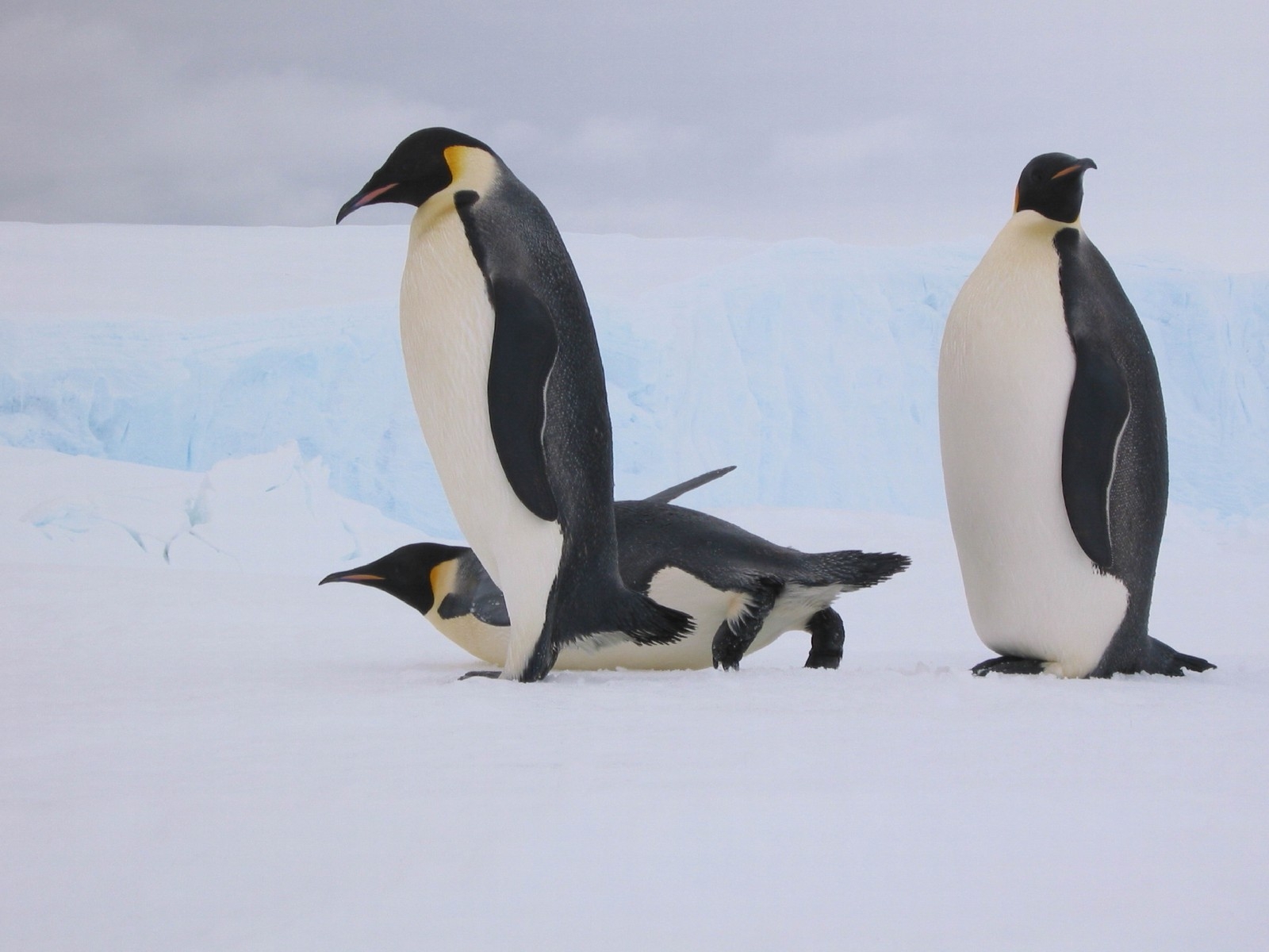 壁紙 ペンギン 動物 ダウンロード 写真