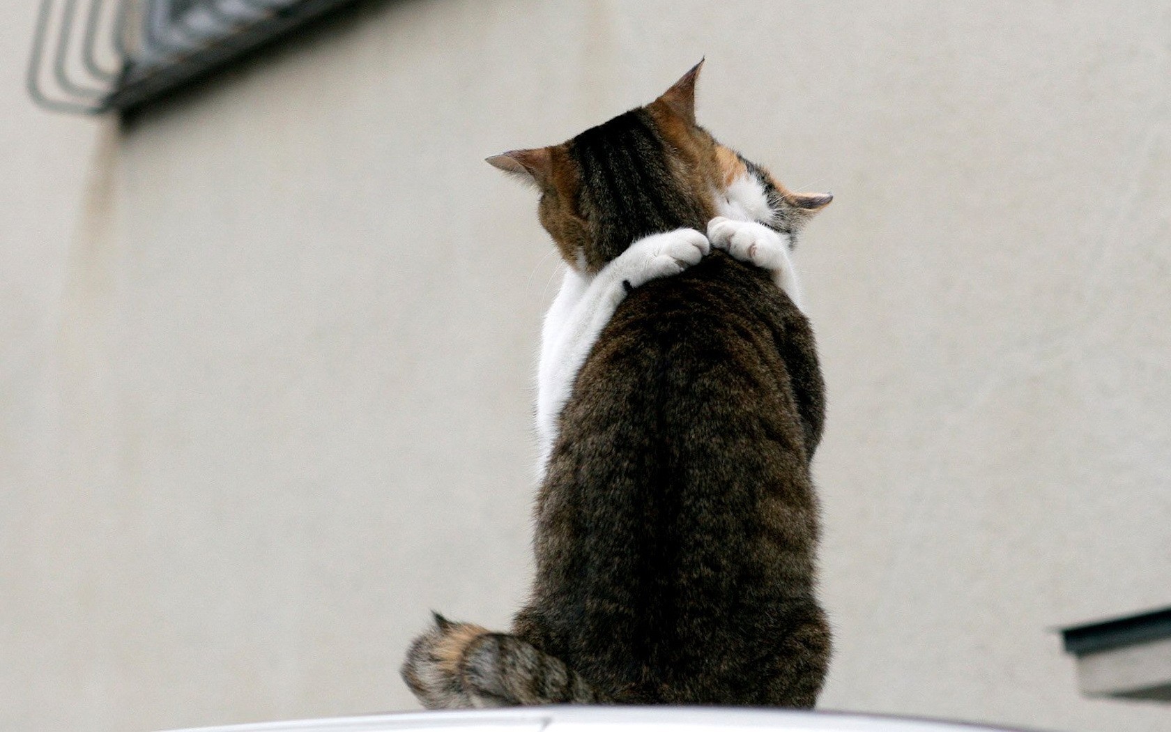 Bilder Hauskatze Umarmung Tiere Katze Katzen umarmt umarmen ein Tier