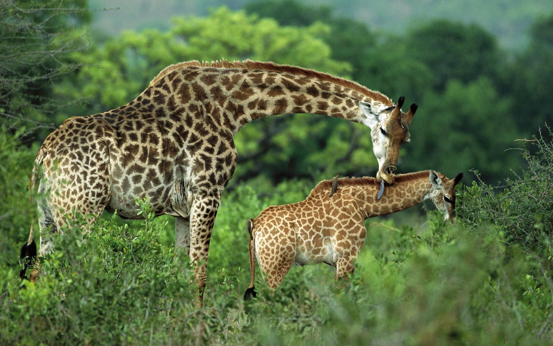 Картинка Жирафы со своим детенышем Животные