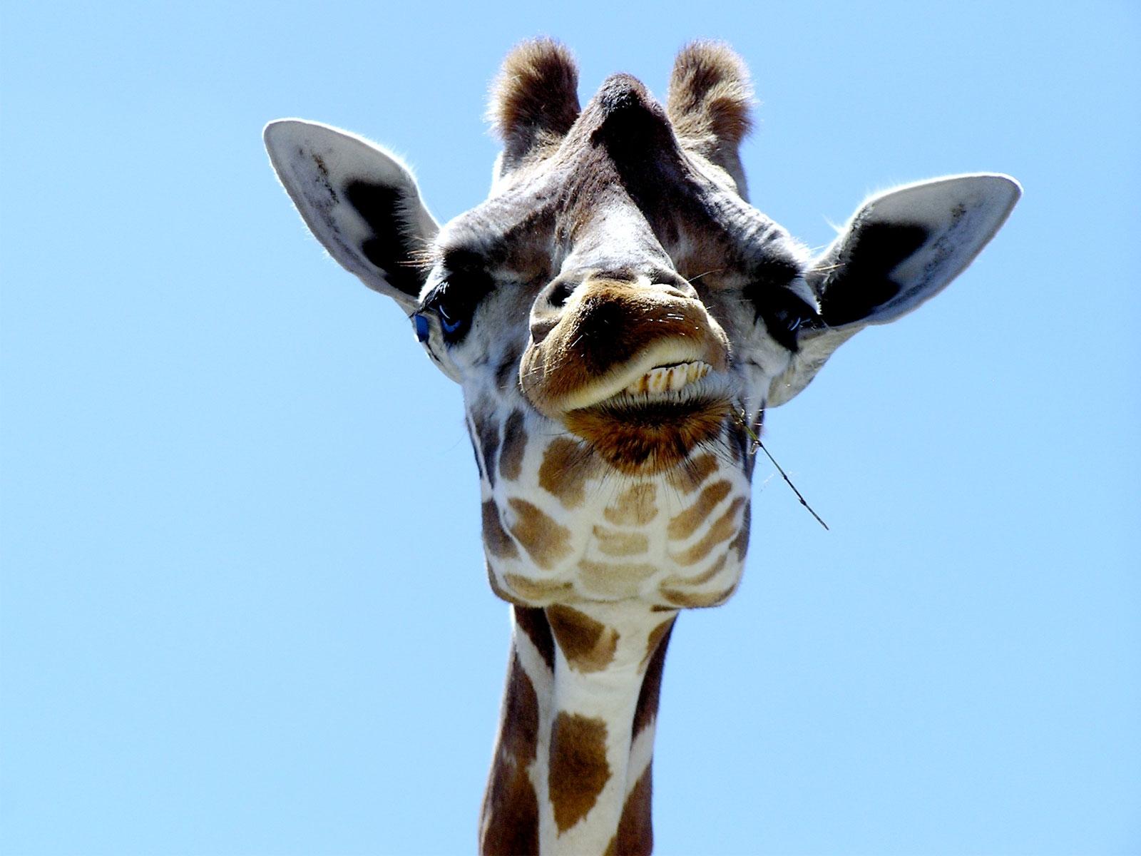 Фотография Жирафы Животные Цветной фон
