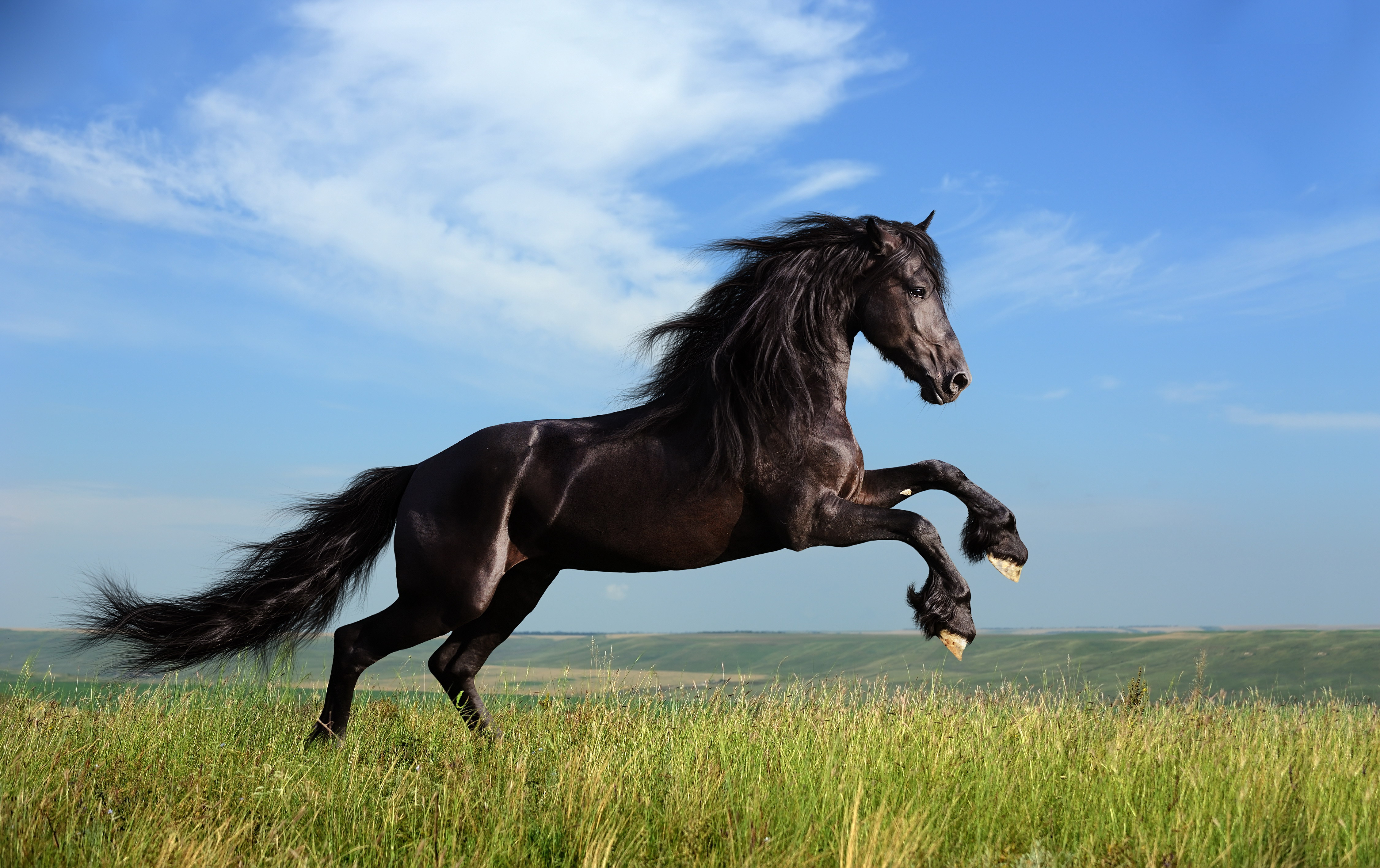 Картинки лошадей на заставку. Лошадь Мустанг Оствинд. Гнедой фриз. Когут Блэк Хорс. Красивые лошади.