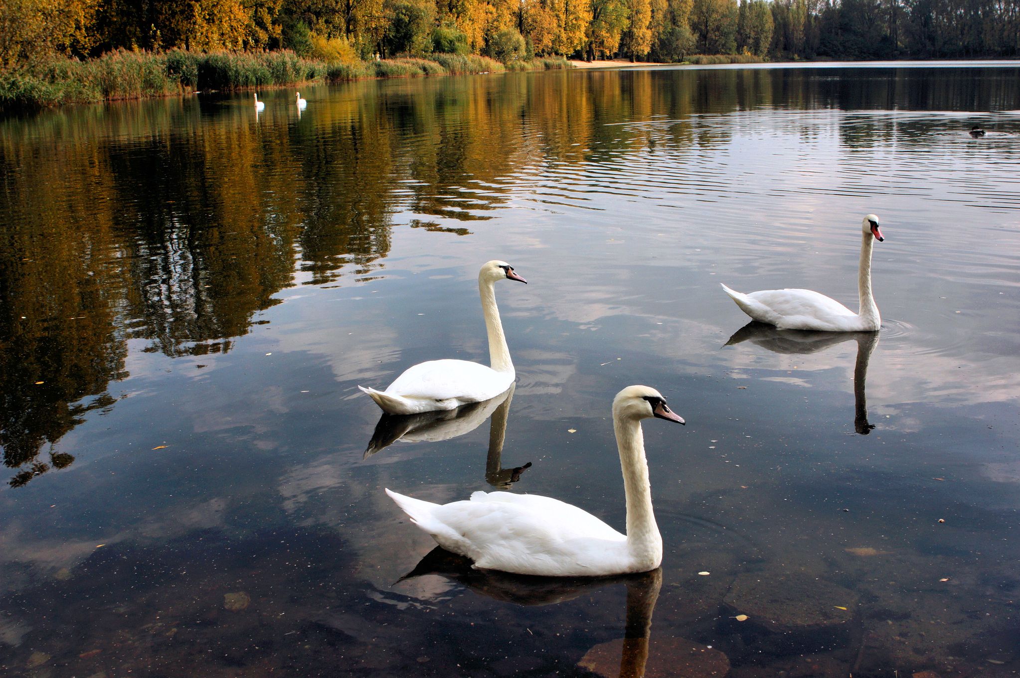 Птица озеры. Озеро Лебединое ЕАО. Лебединое озеро Тула. Верхний парк. Лебединое озеро. Лебедушка Лебединое озеро.
