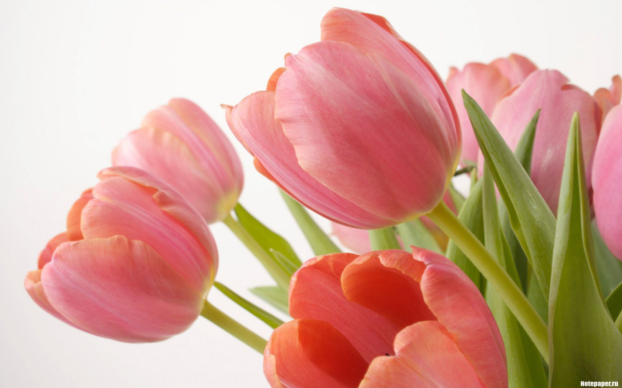 Image Tulips Flowers