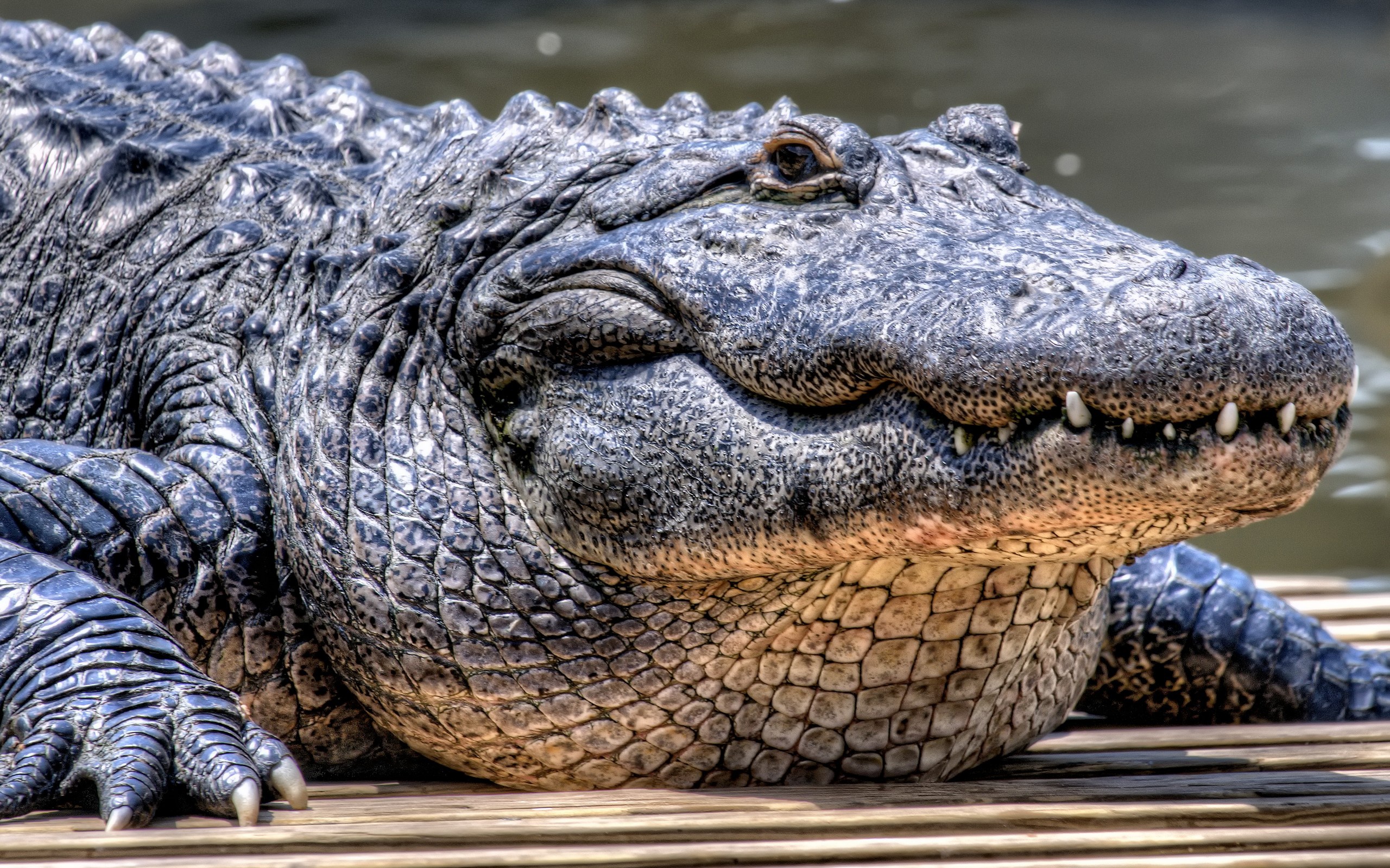 Крупное водное пресмыкающееся. Черный Кайман крокодил. Нильский Аллигатор. Пресмыкающиеся Аллигатор. Гребнистый крокодил морда.