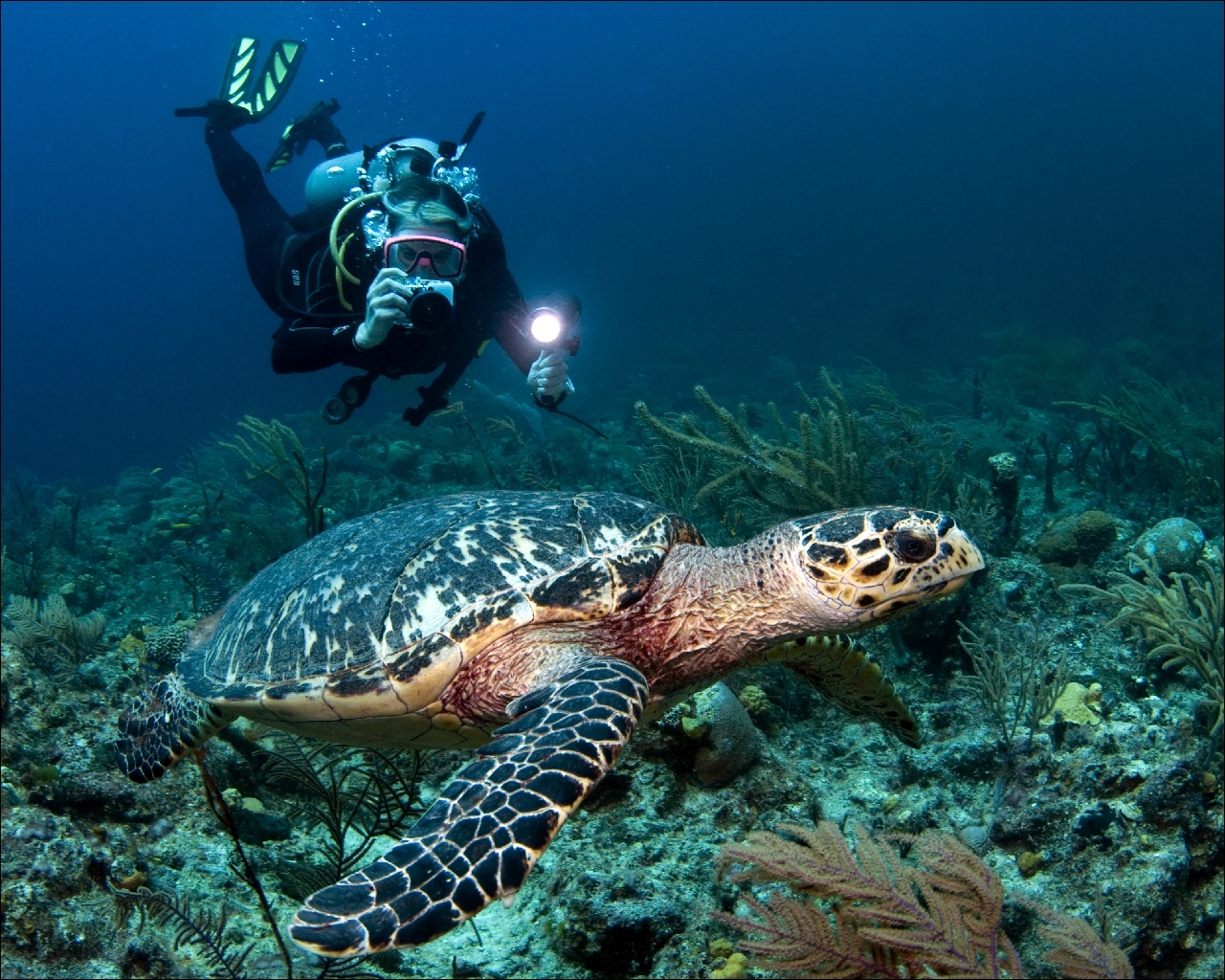 壁紙 カメ 動物 ダウンロード 写真