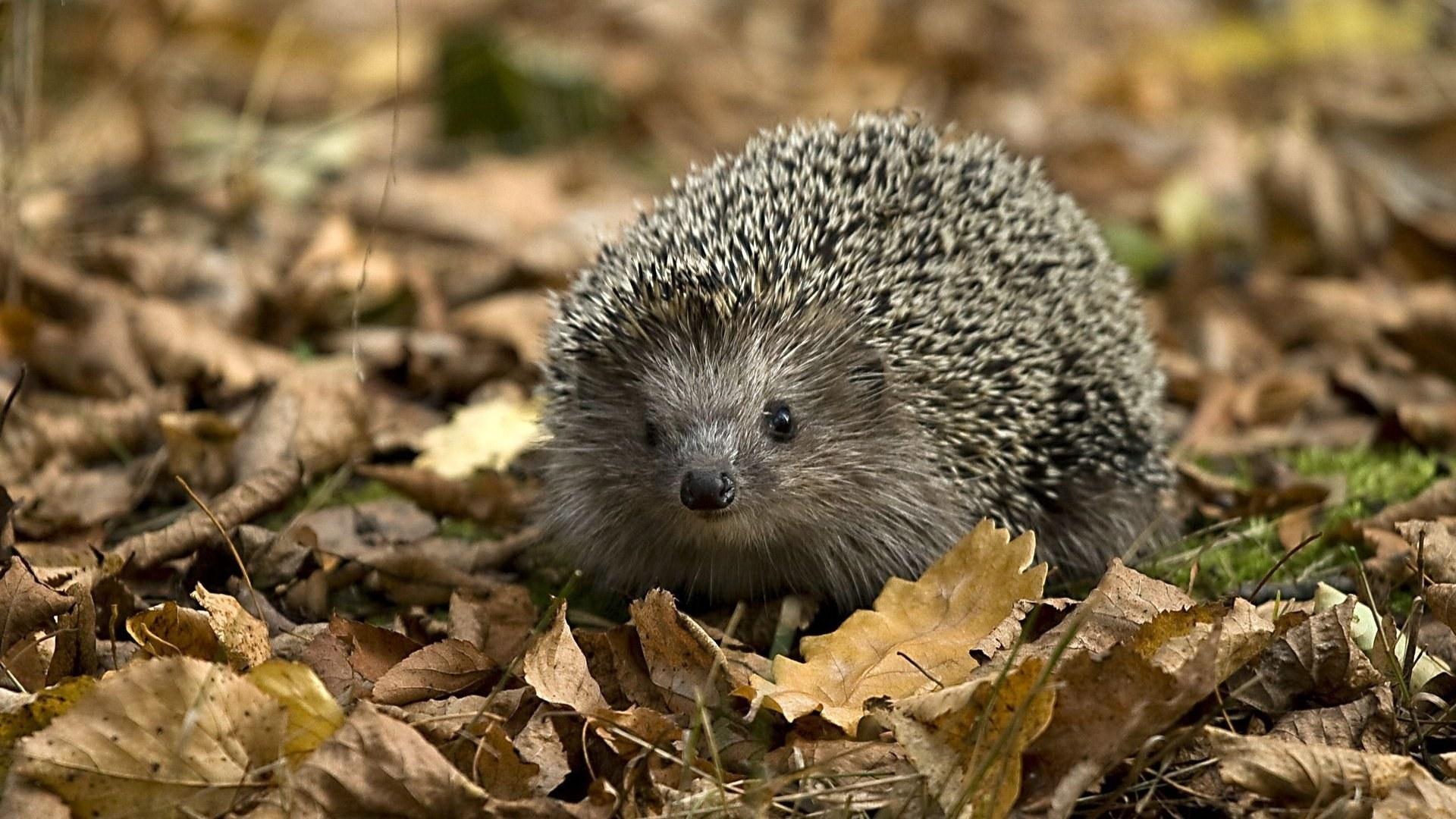 壁紙 19x1080 ハリネズミ 動物 ダウンロード 写真