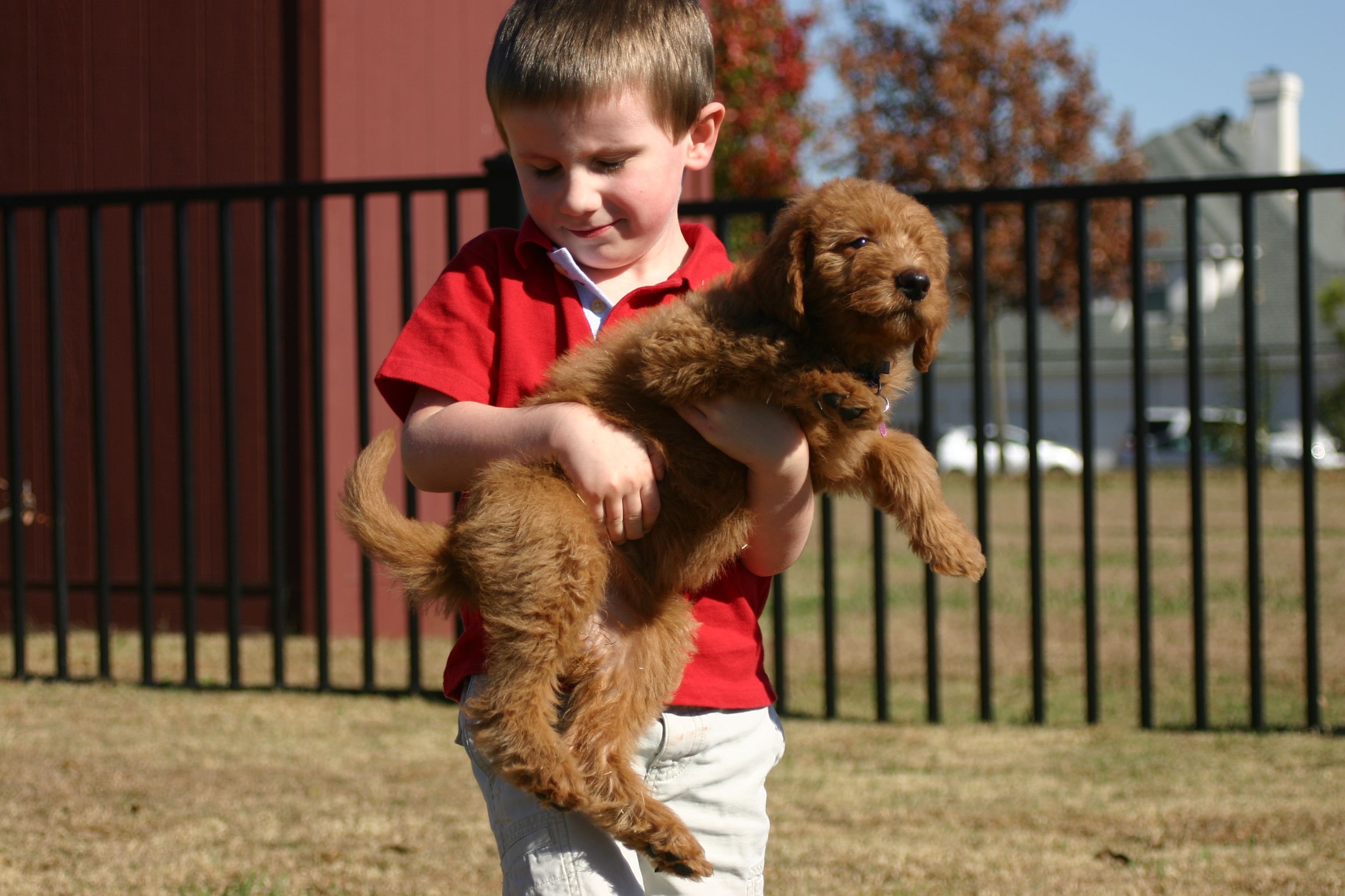 Мальчик держит собаку. Щенок на руках. Собака на руках. Собака для детей. Мальчик с собакой.