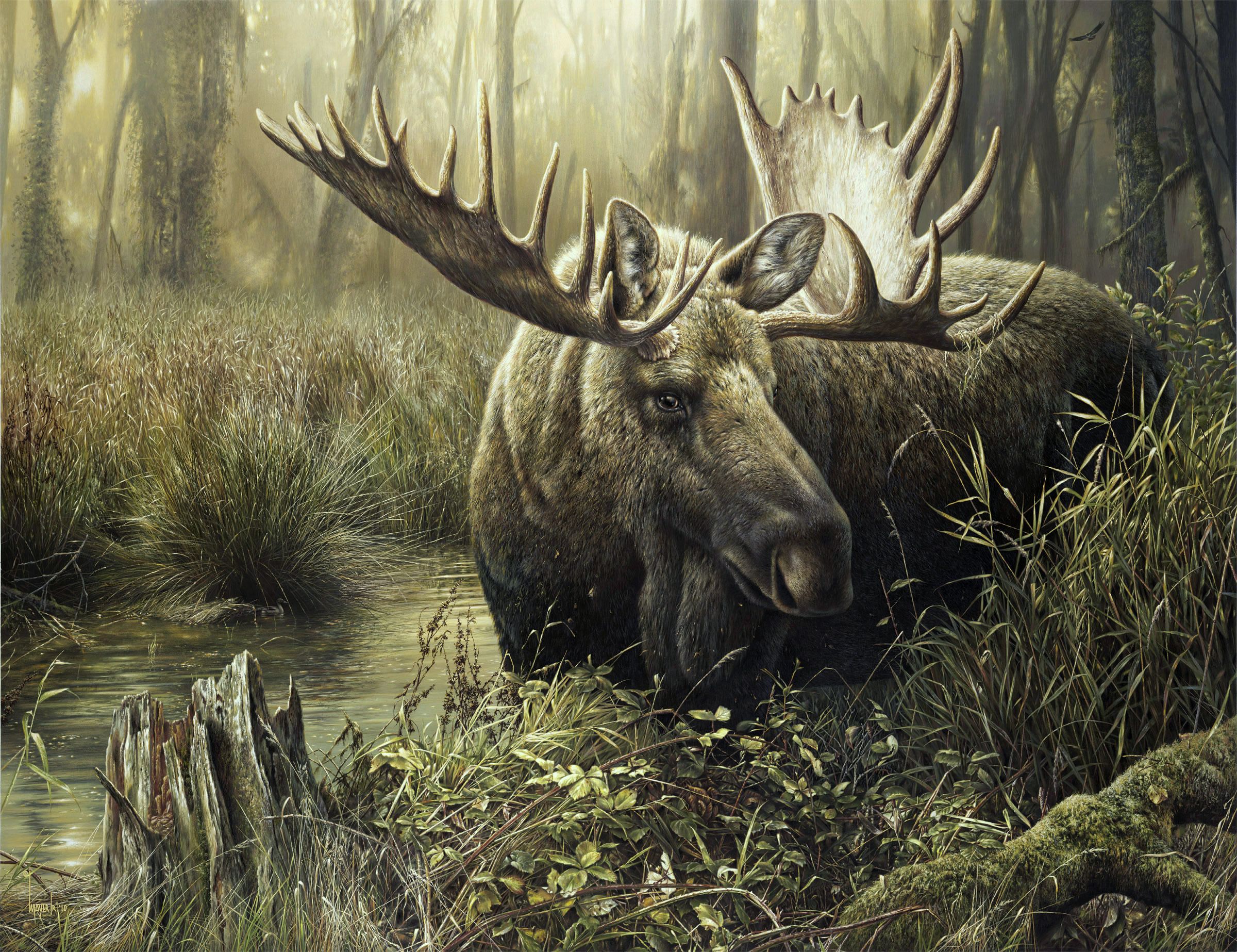 Alaskan Bull Moose wallpaper by diamondking89  Download on ZEDGE  f406