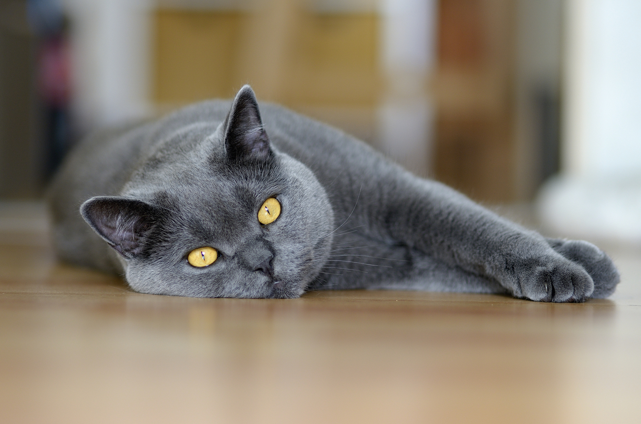 Картинки серых кошек. Британская короткошёрстная кошка шартрез. Британская кошка короткошерстная серая. Скоттиш шартрез. Британская короткошёрстная кошка голубая.
