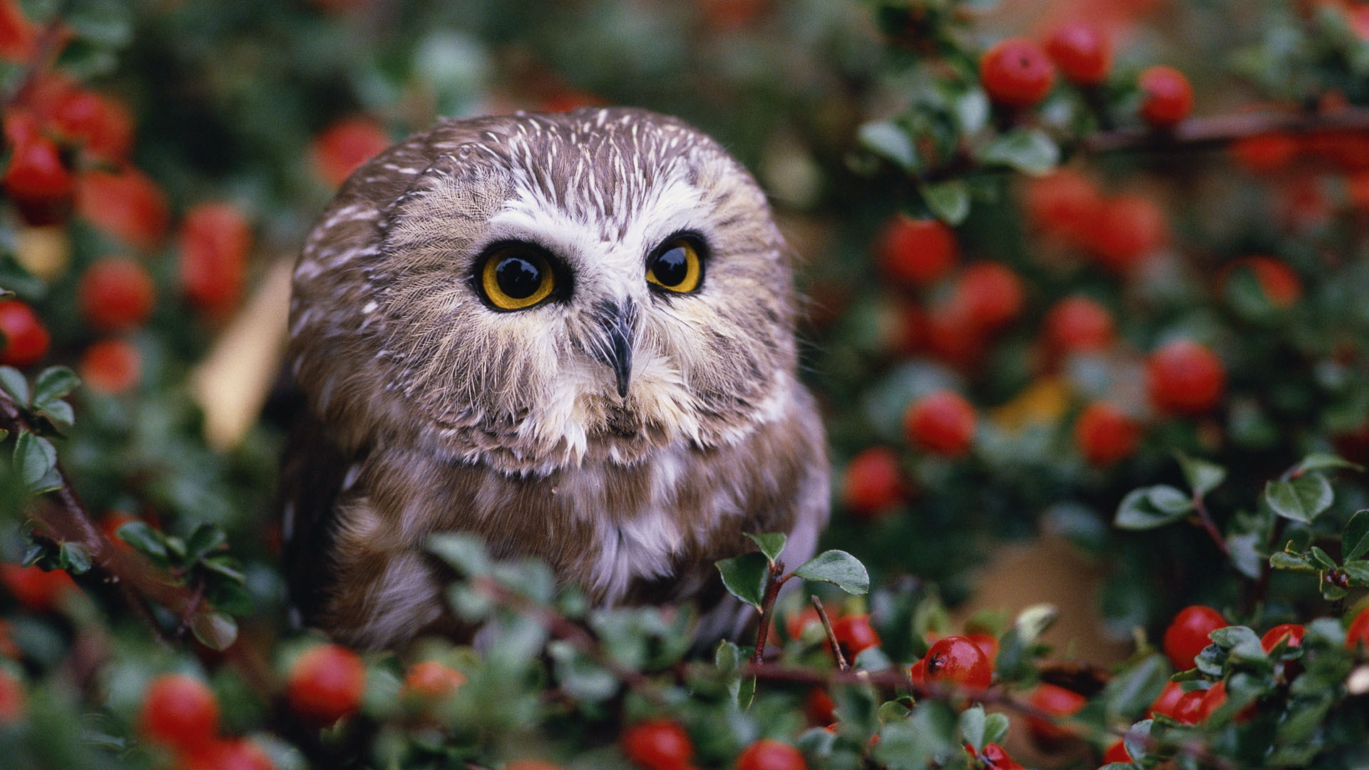 壁紙 鳥類 フクロウ 動物 ダウンロード 写真