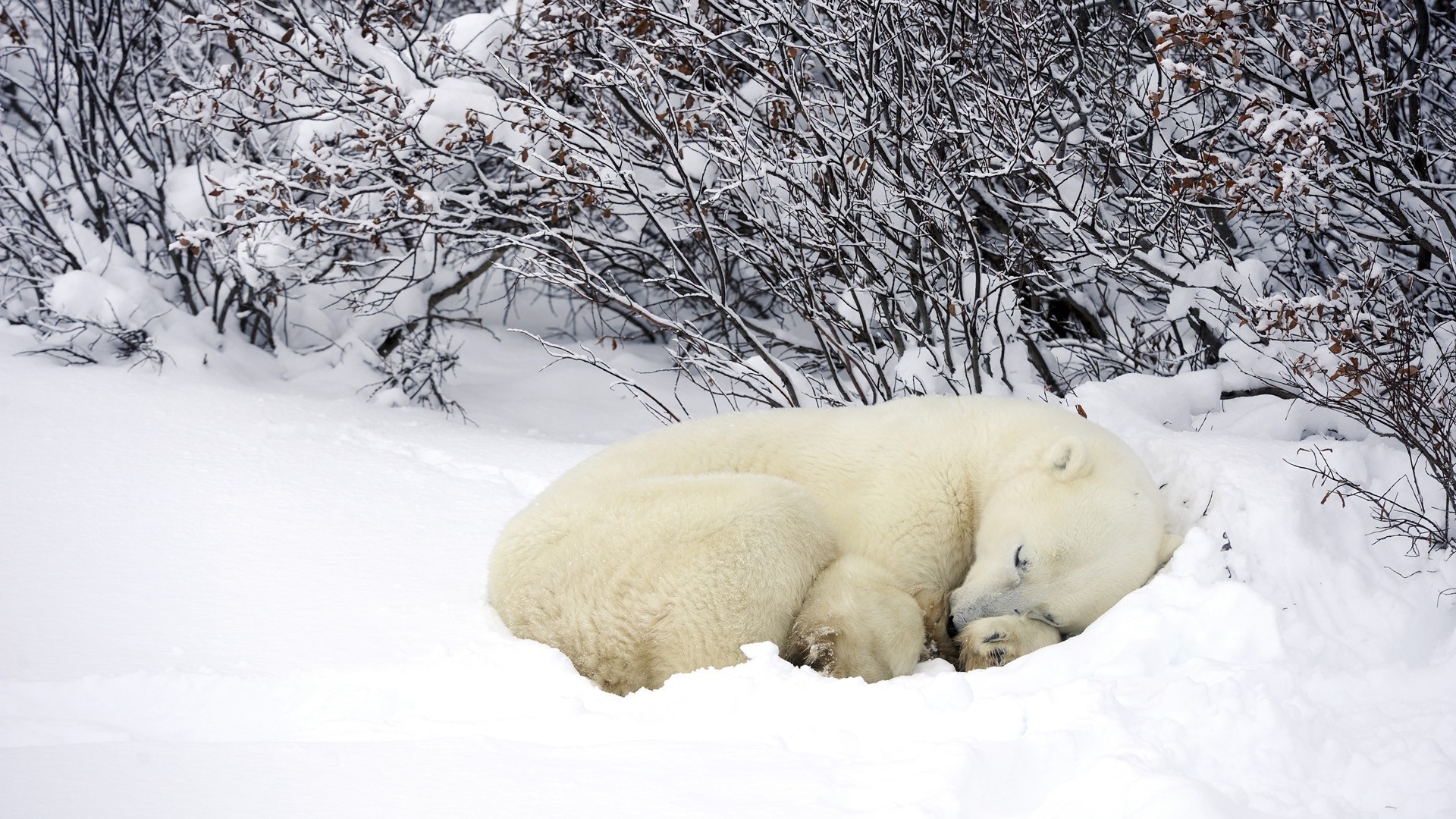 Wallpaper Polar Bears Bears Snow Animals 1920x1080