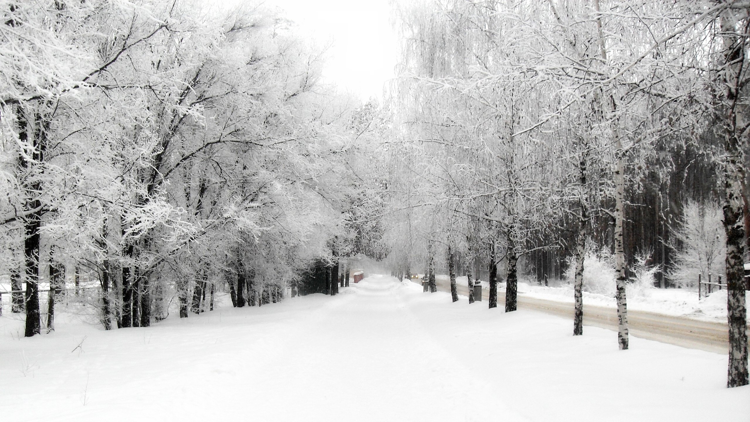 壁紙 2560x1440 季節 冬 雪 自然 ダウンロード 写真