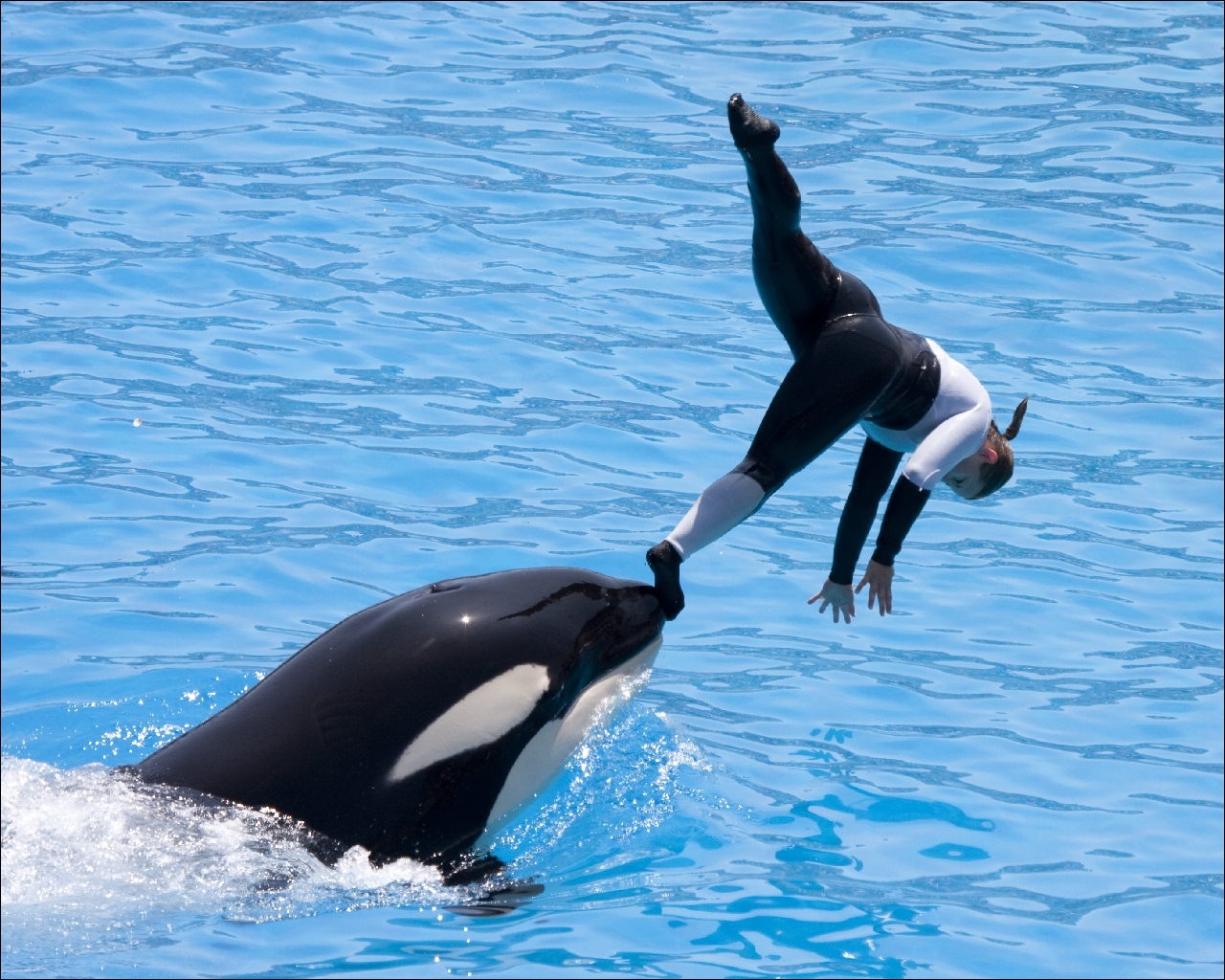 壁紙 シャチ 動物 ダウンロード 写真